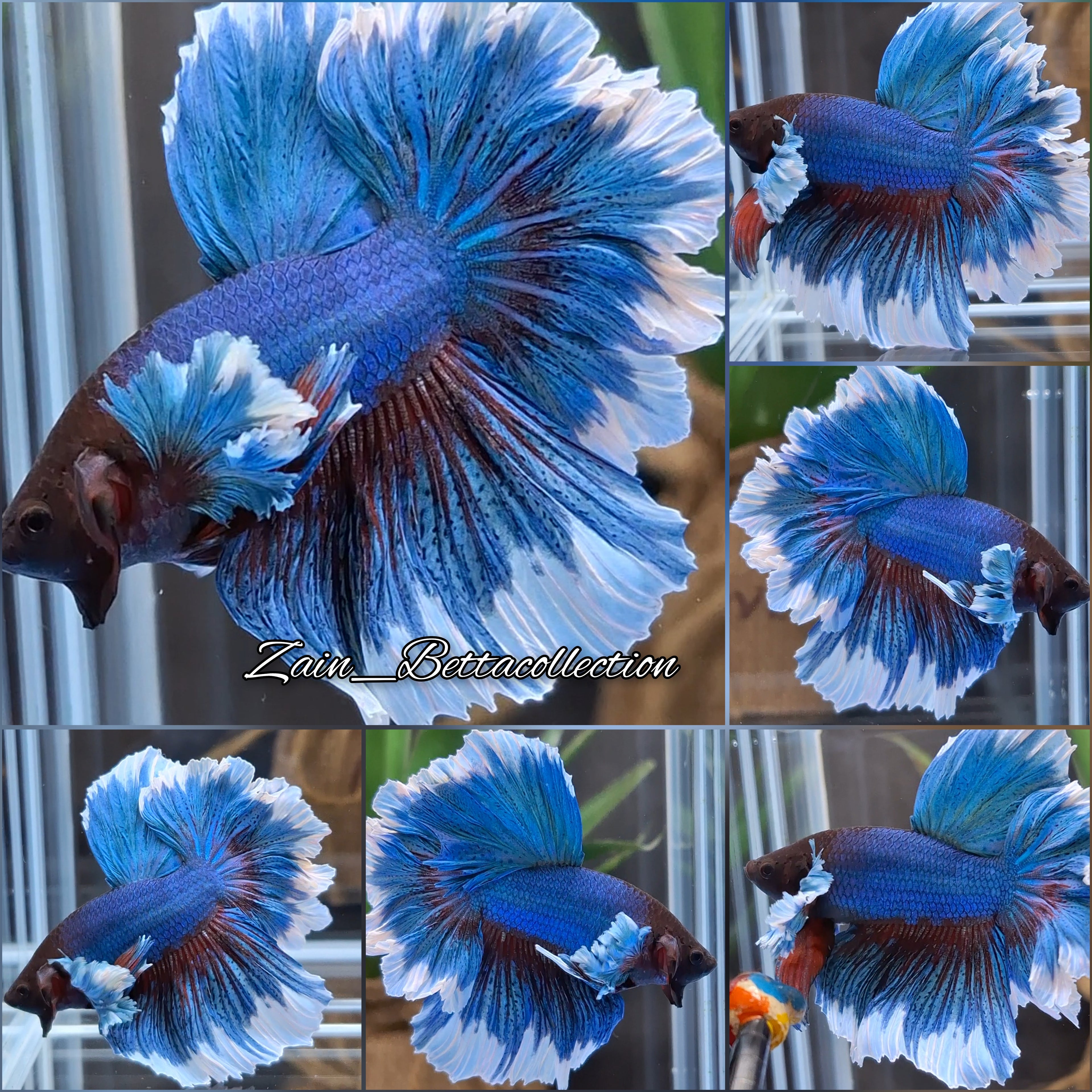 Feathertail Halfmoon Dumbo Rose Ear Blue Turquoise Butterfly Betta Fish Male