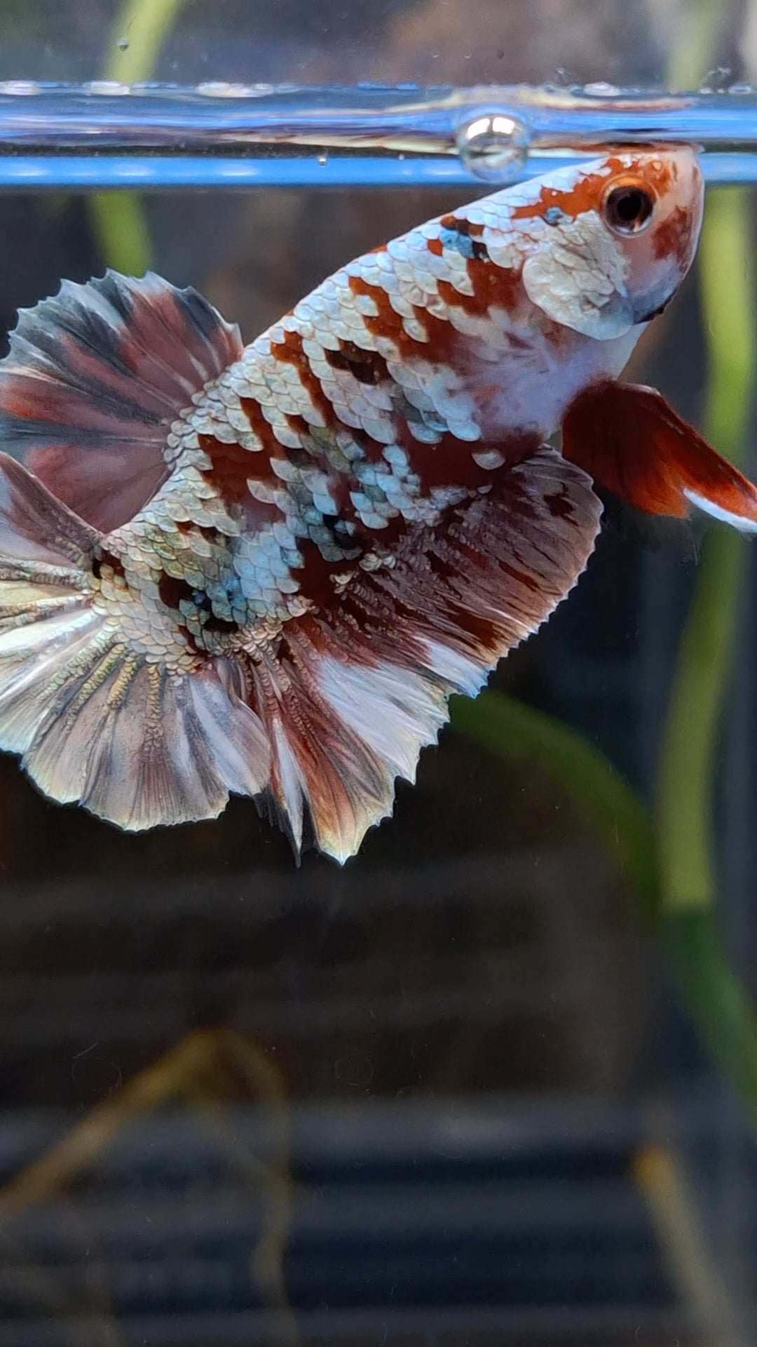 Red Koi Copper Gold Iron Man Plakat HMPK Betta Fish Male