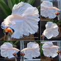 Double Tail Halfmoon Rosetail White Platimum Betta Fish Male