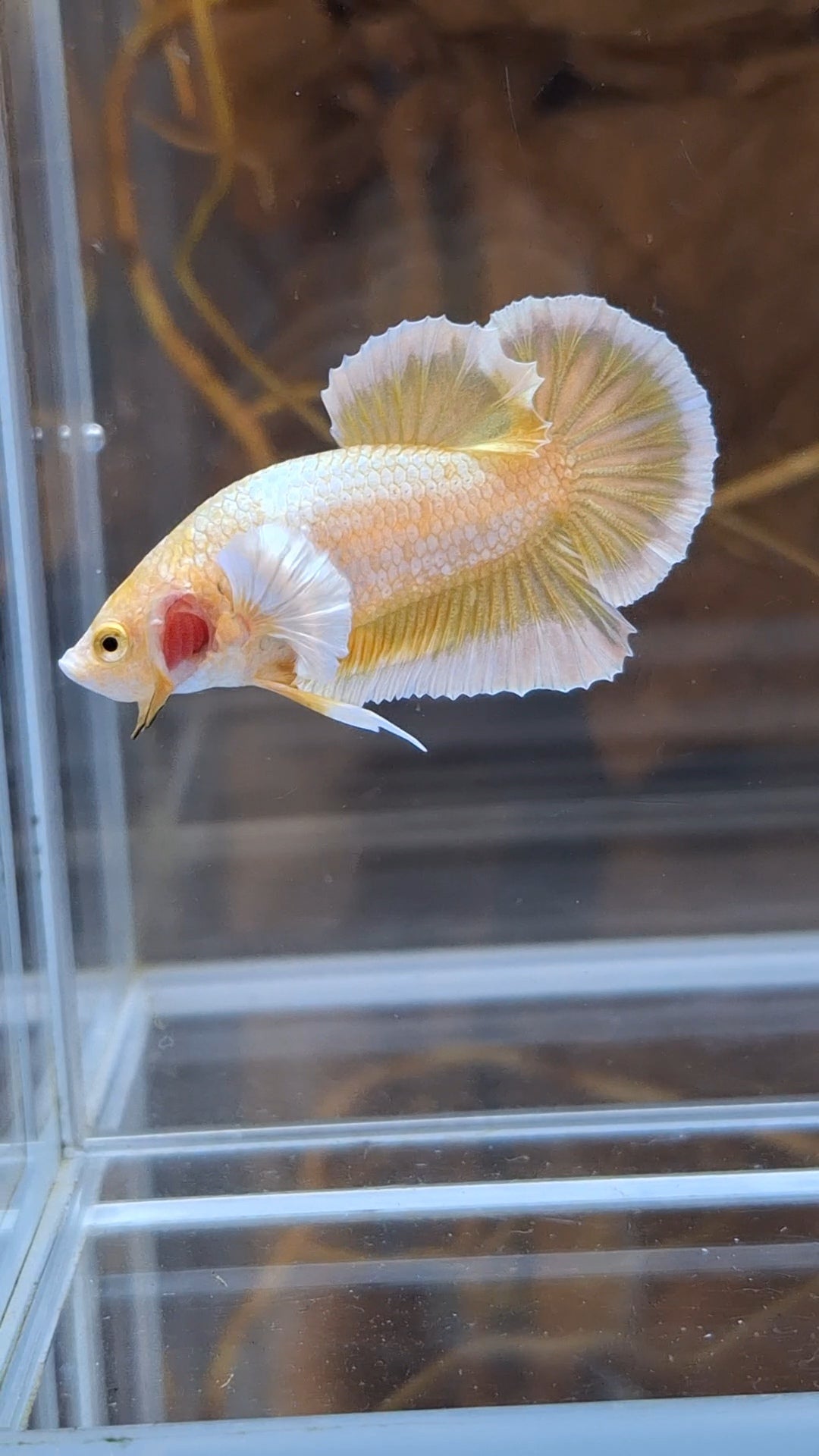 Gold Big Ear Butterfly Plakat Betta Fish Male