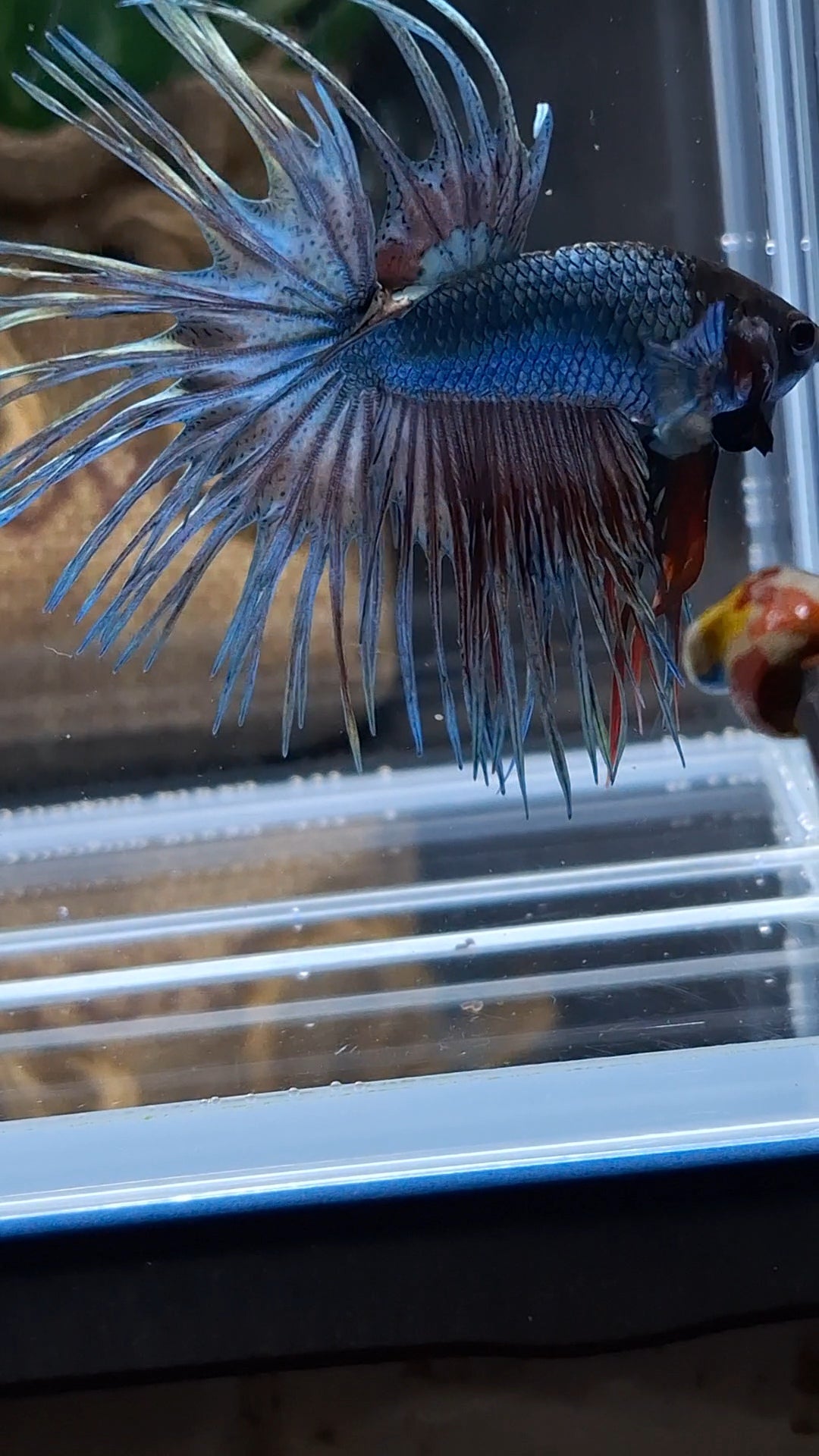 Crowntail Copper Black Head Premium Betta Fish Male