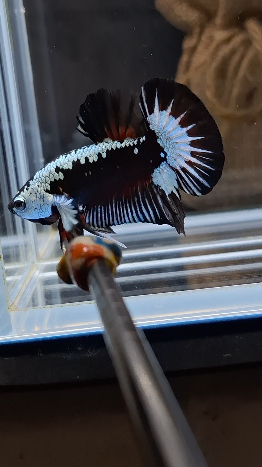 Samurai Black Mamba Snow Plakat HMPK Premium Betta Fish Male