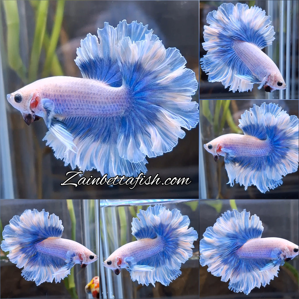King Feathertail Halfmoon Grizzle Butterfly Premium Rare Betta Fish Male