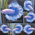 King Feathertail Halfmoon Grizzle Butterfly Premium Rare Betta Fish Male