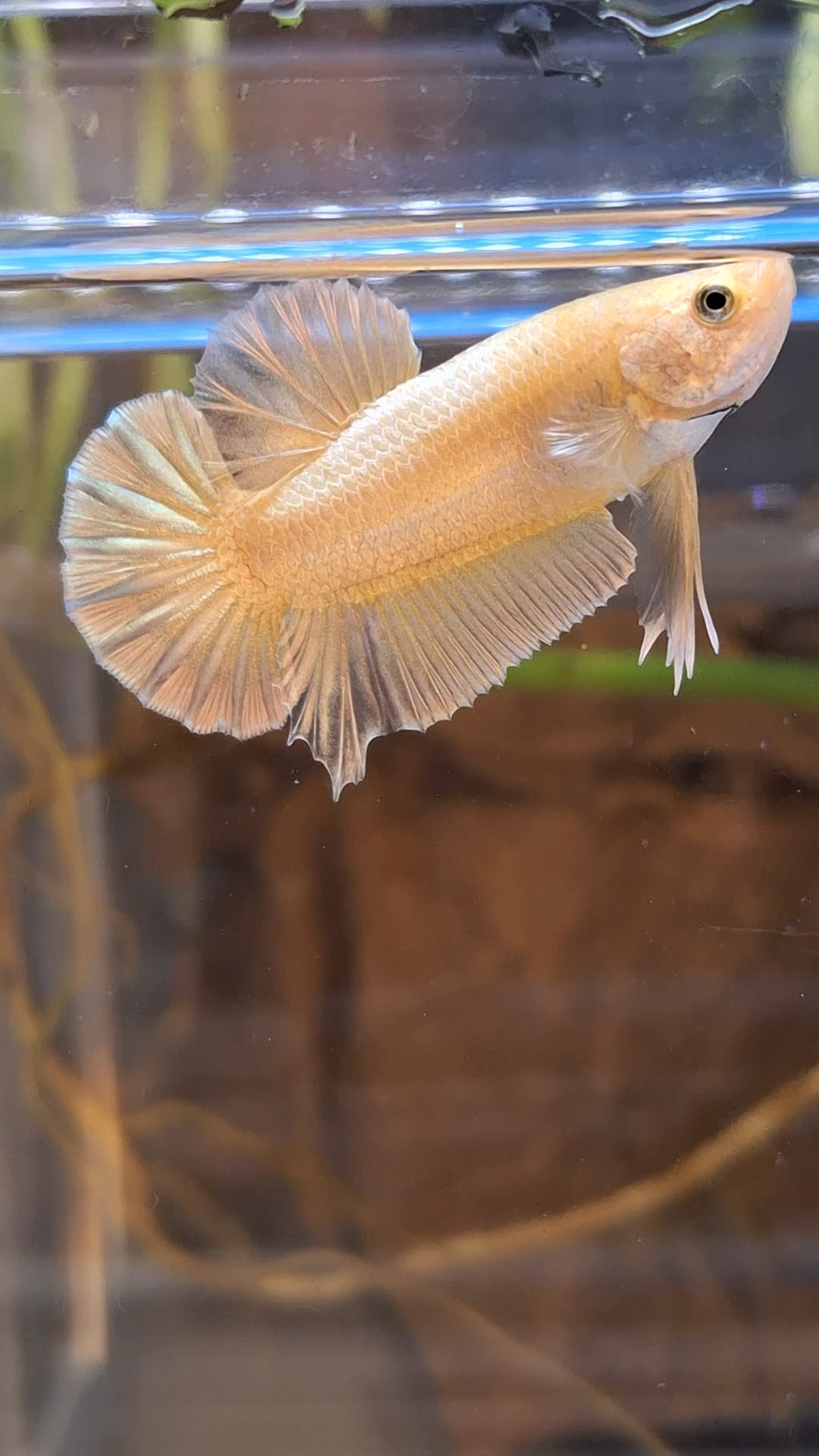 Gold Plakat HMPK Betta Fish Male
