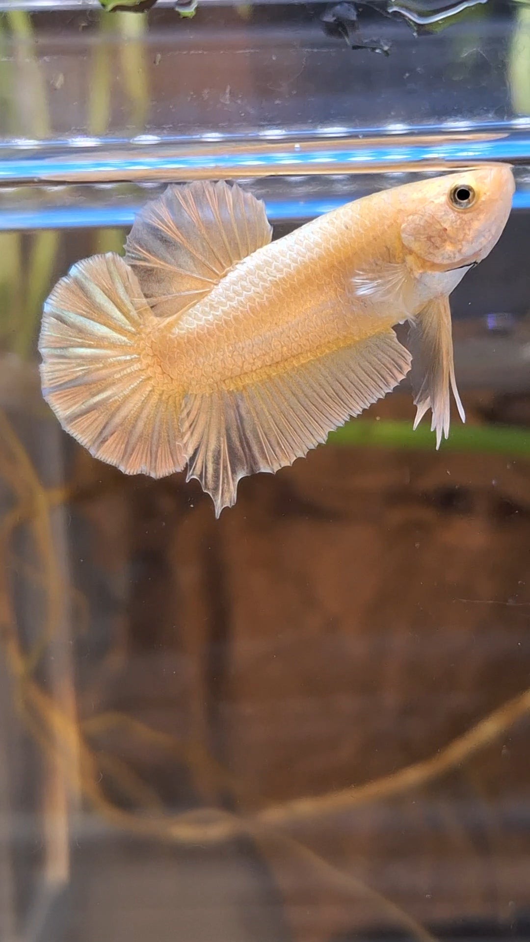 Gold Plakat HMPK Betta Fish Male