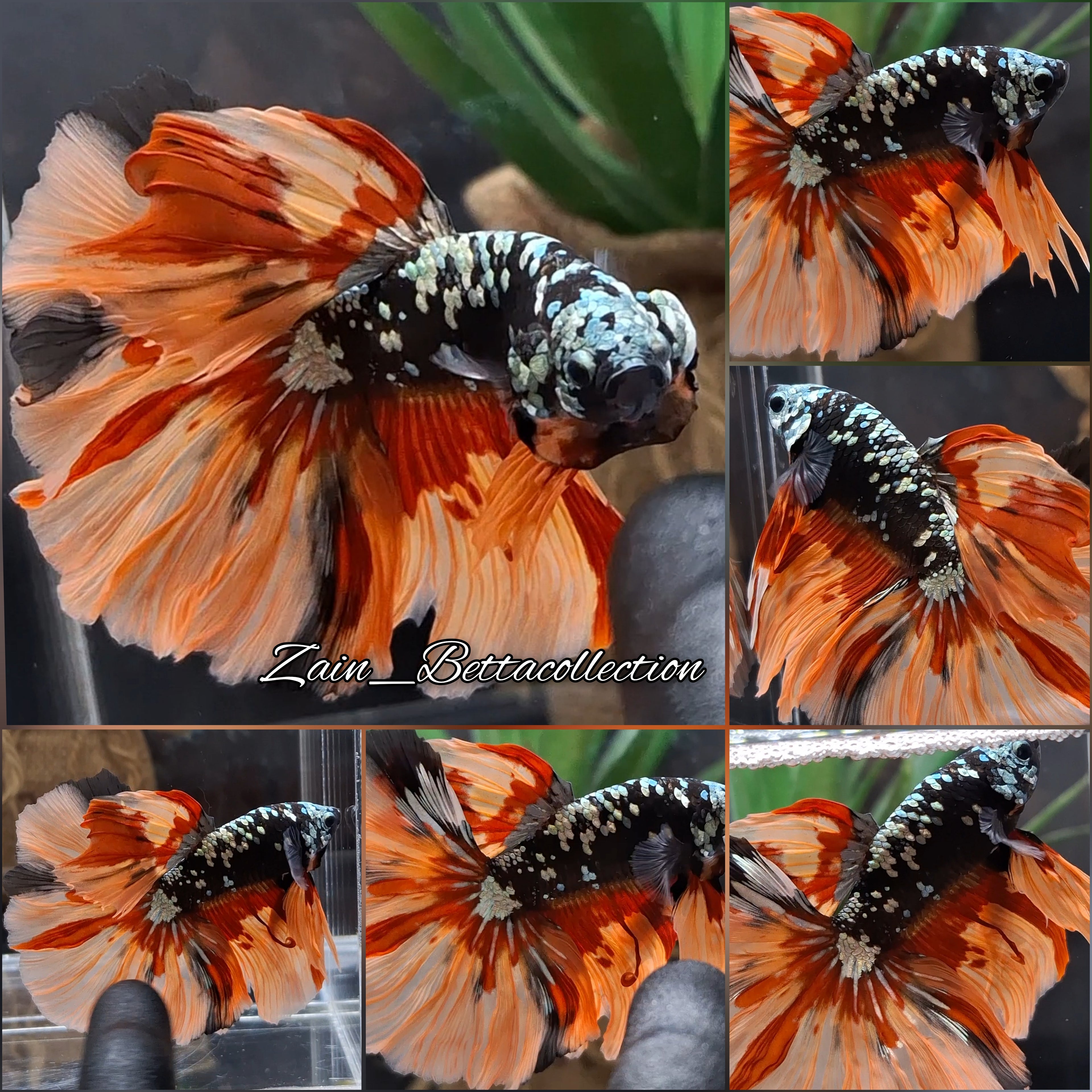Over Halfmoon Avatar Copper Gold Nemo Fire Color Betta Fish Male