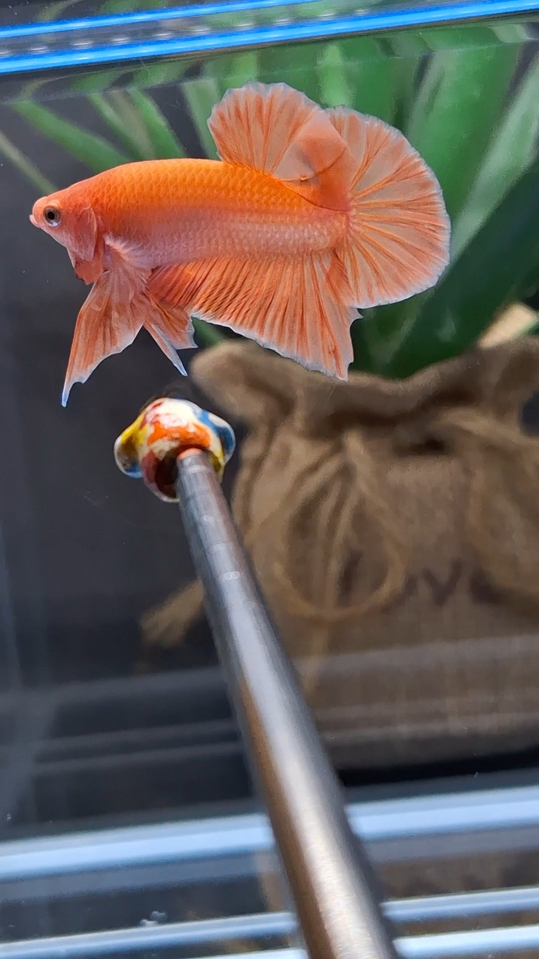 Orange Solid Premium Plakat HMPK Betta Fish Male
