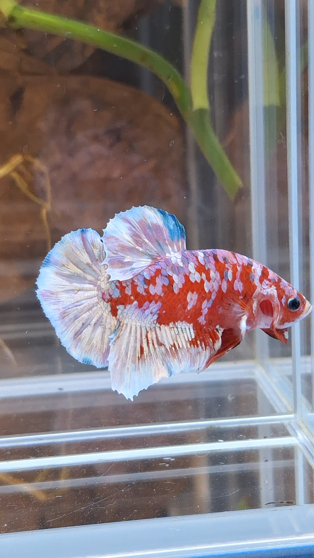 Barongsai Plakat HMPK Betta Fish Male