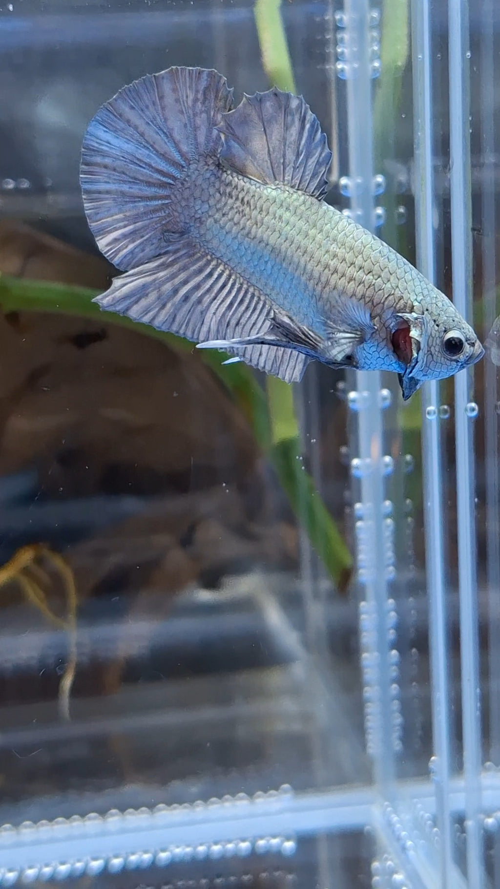 Copper Solid Size Large Plakat HMPK Betta Fish Male