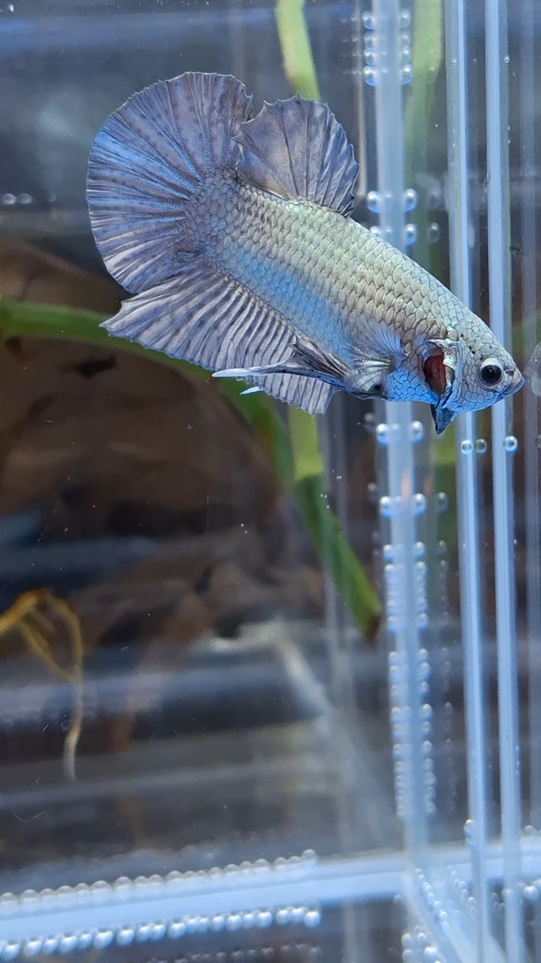 Copper Solid Size Large Plakat HMPK Betta Fish Male
