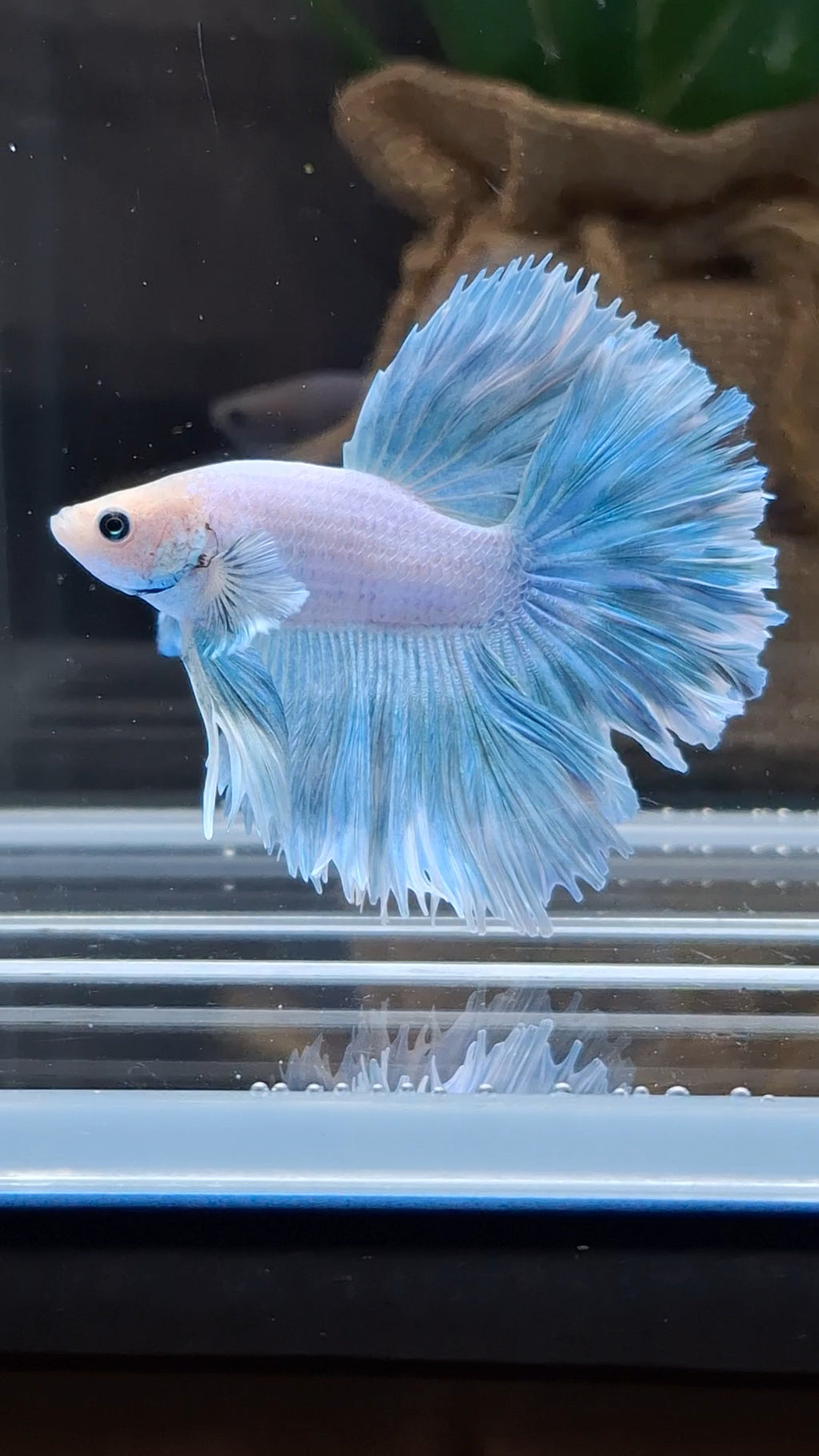 Over Halfmoon Feathertail Blue Sky Aurora Betta Fish Male
