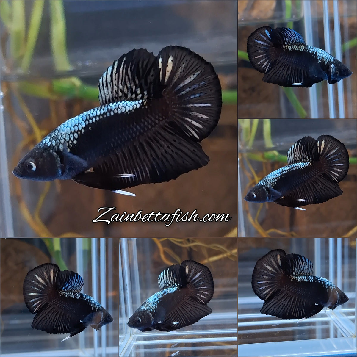 Samurai Plakat HMPK Betta Fish Male