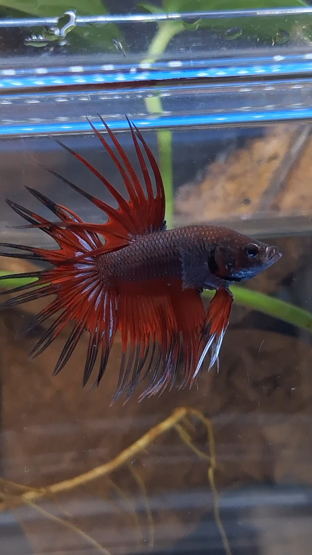 Crowntail Vampire Dark Red Betta Fish Male