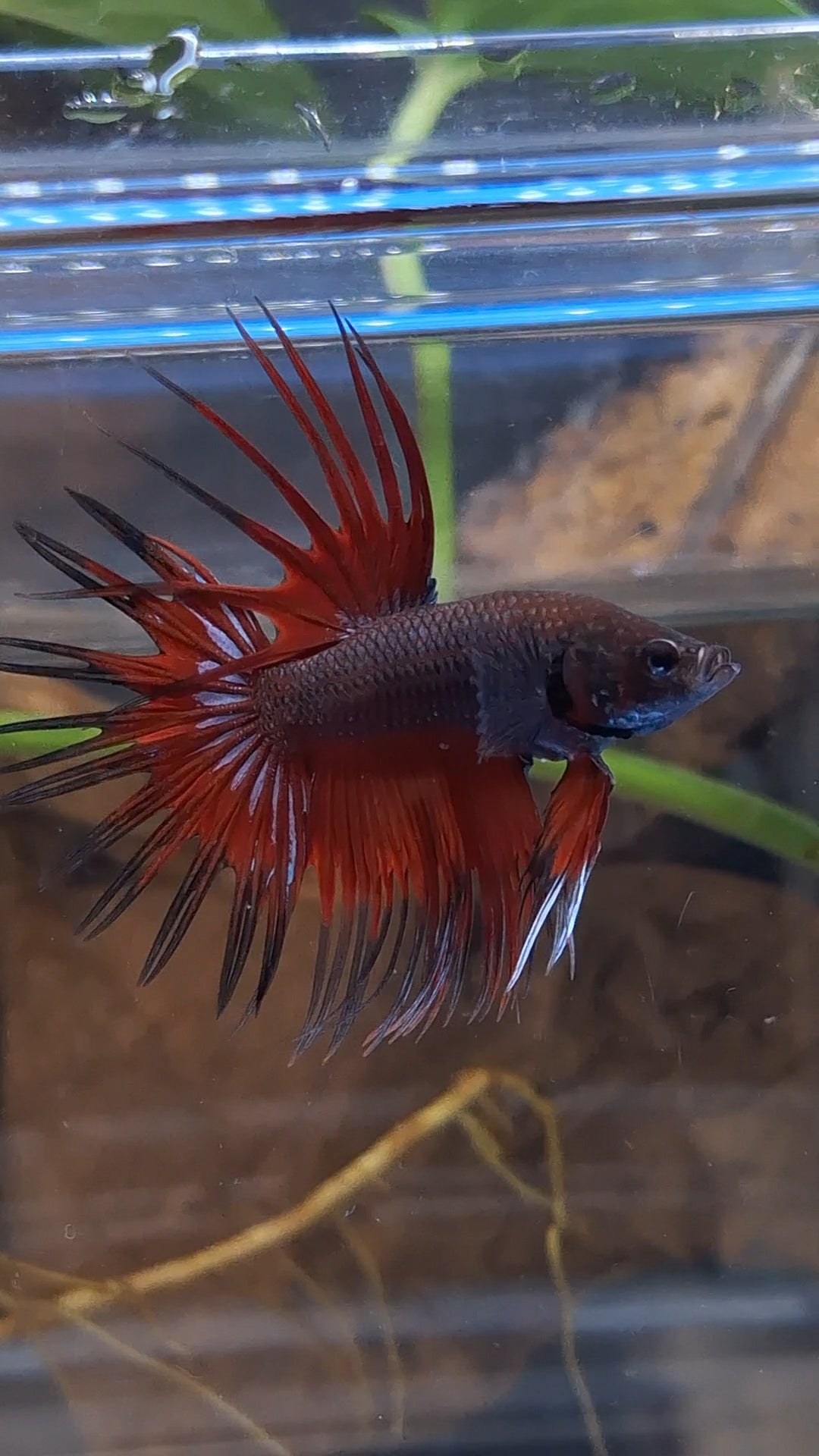 Crowntail Vampire Dark Red Betta Fish Male