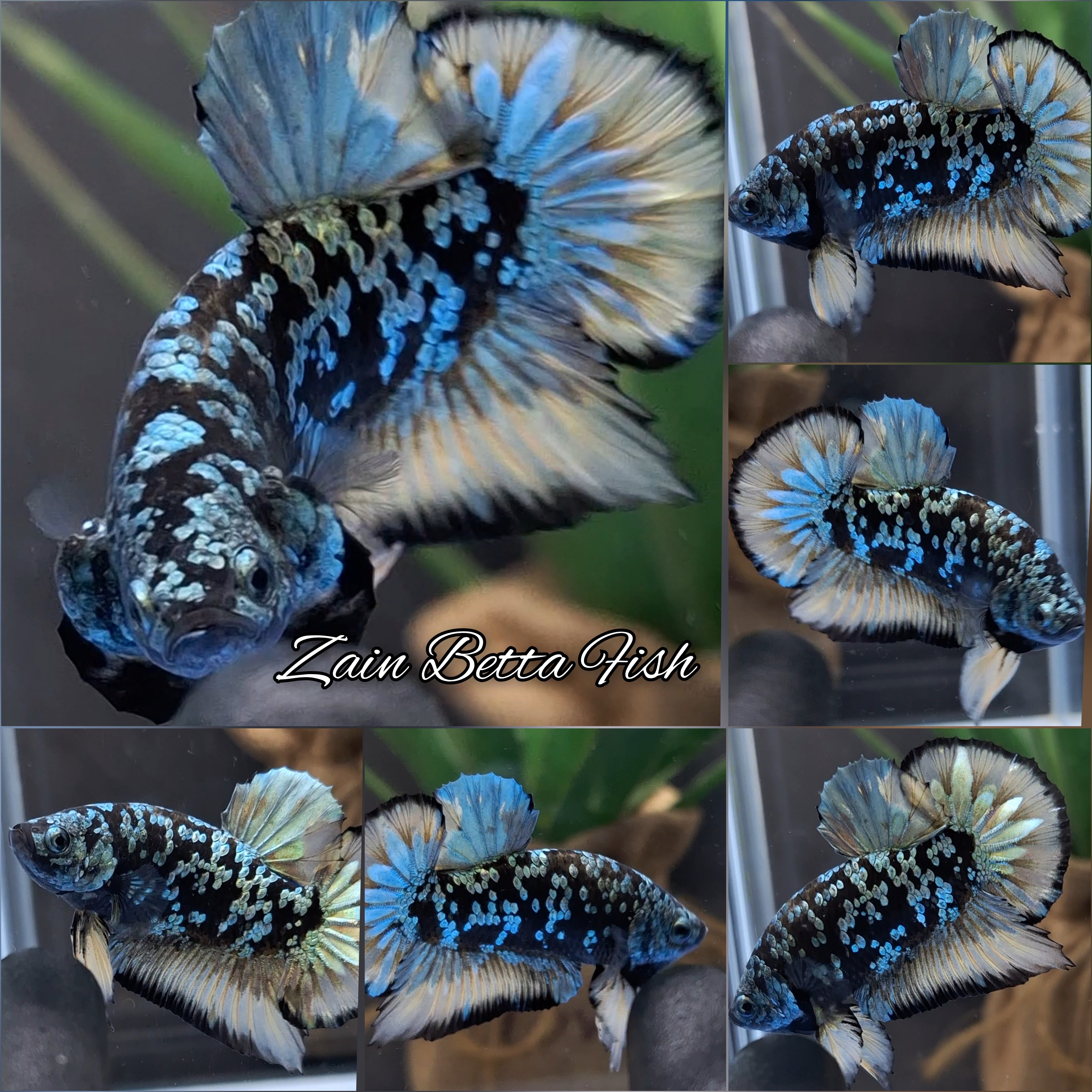 Avatar Blackstar Yellow Copper Gold HMPK Betta Fish Male