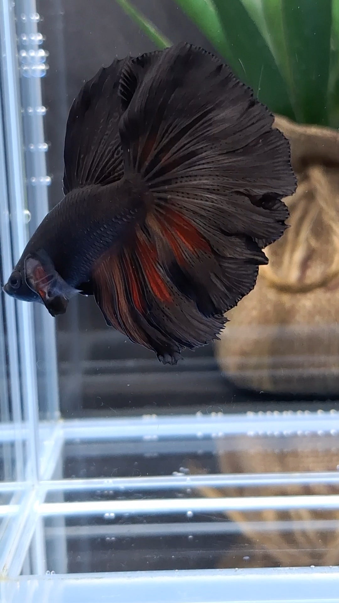 Halfmoon Rosetail Black Vampire Fire Premium Betta Fish Male
