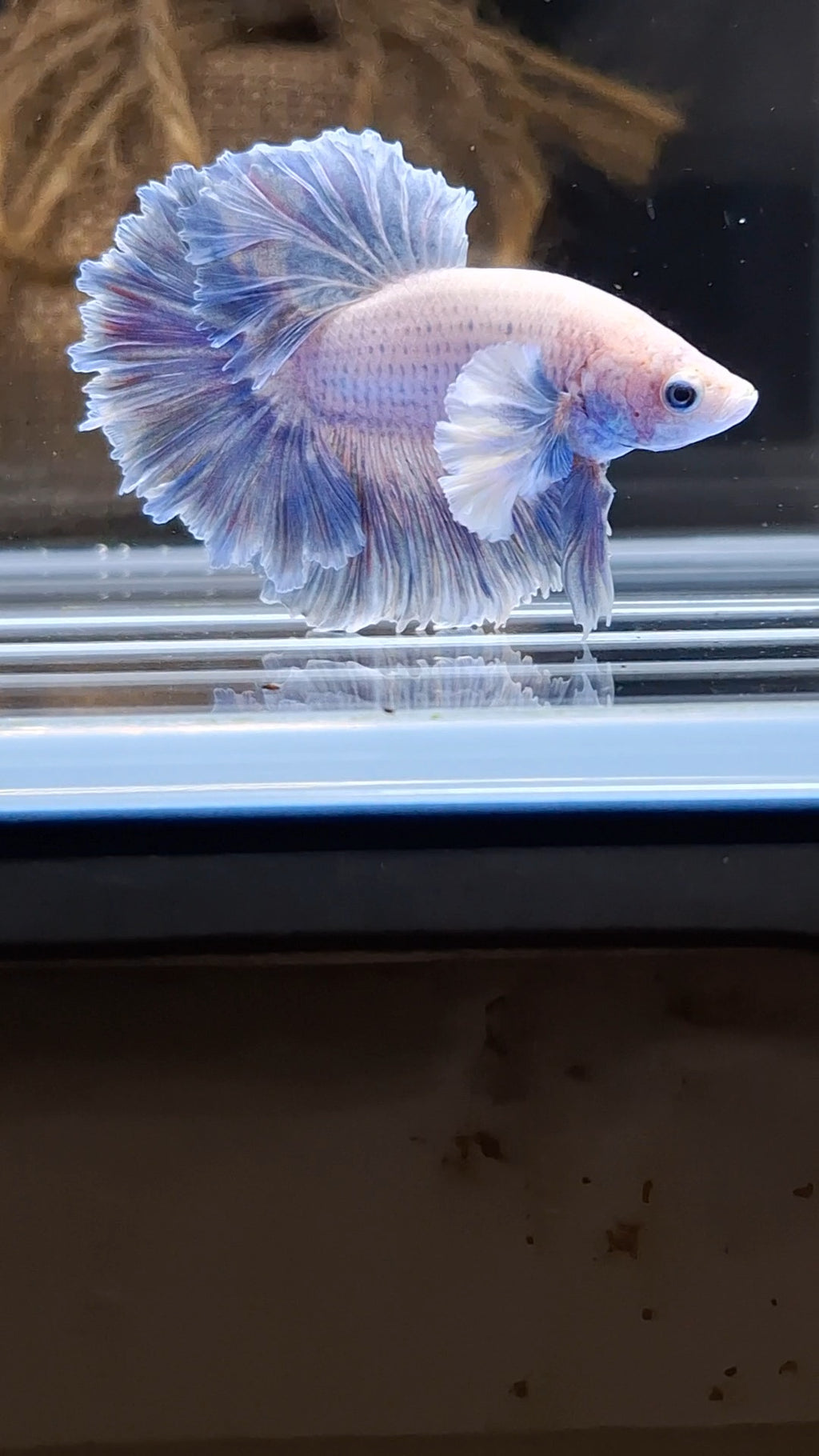 King Feathertail Rose Dumbo Ear Grizzle Betta Fish Male