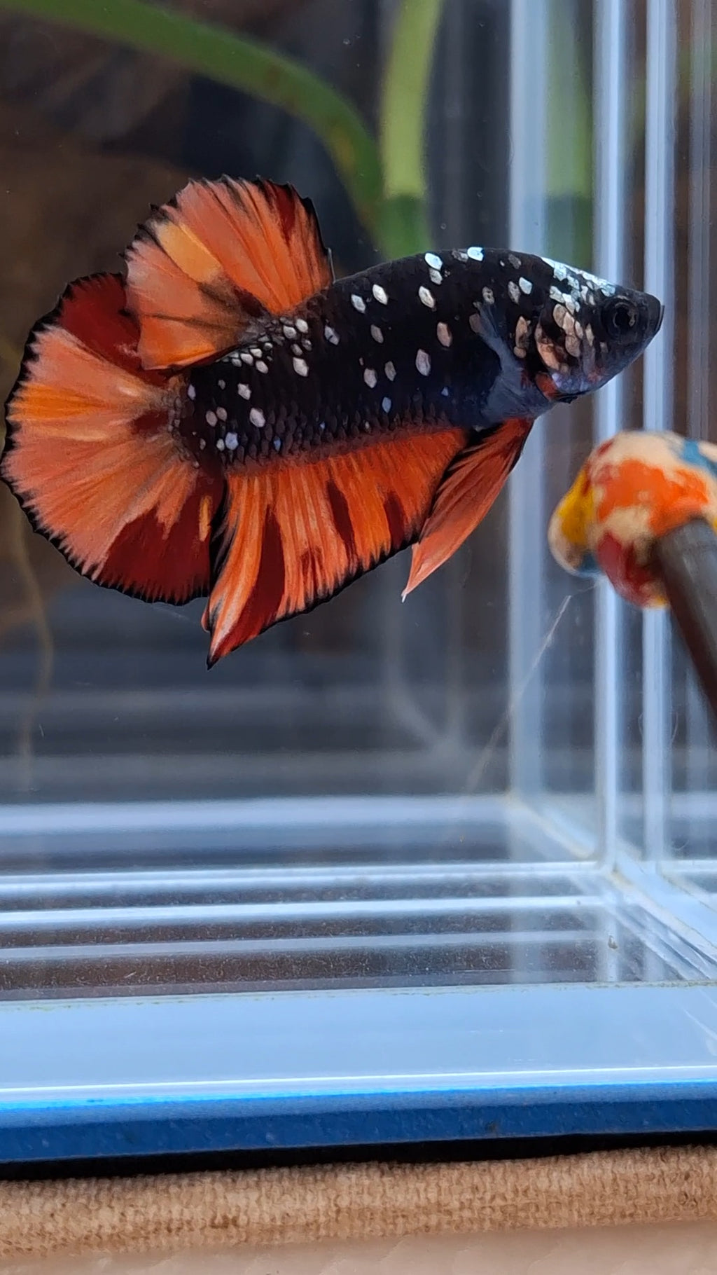Avatar Nemo Copper Gold Black Variation Plakat HMPK Betta Fish Male