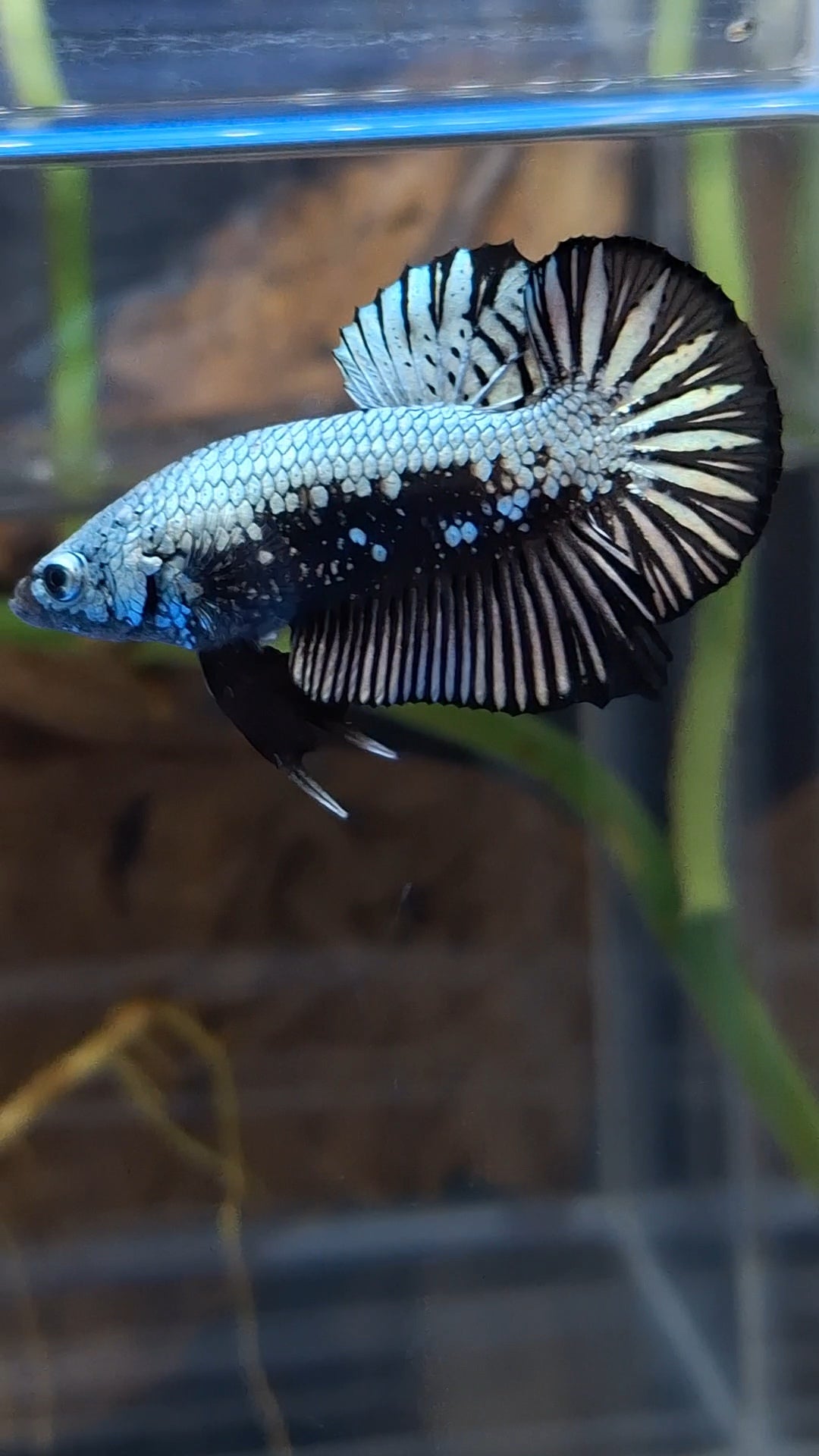 Samurai Plakat HMPK Betta Fish Male