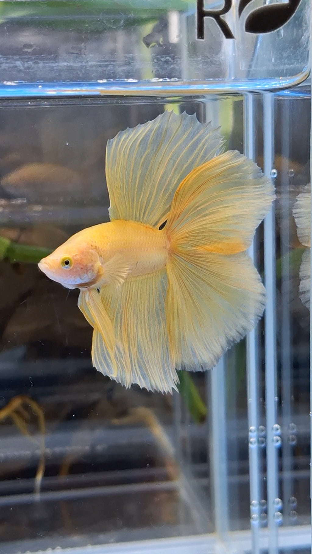 Halfmoon Double Tail Yellow Banana Betta Fish Male