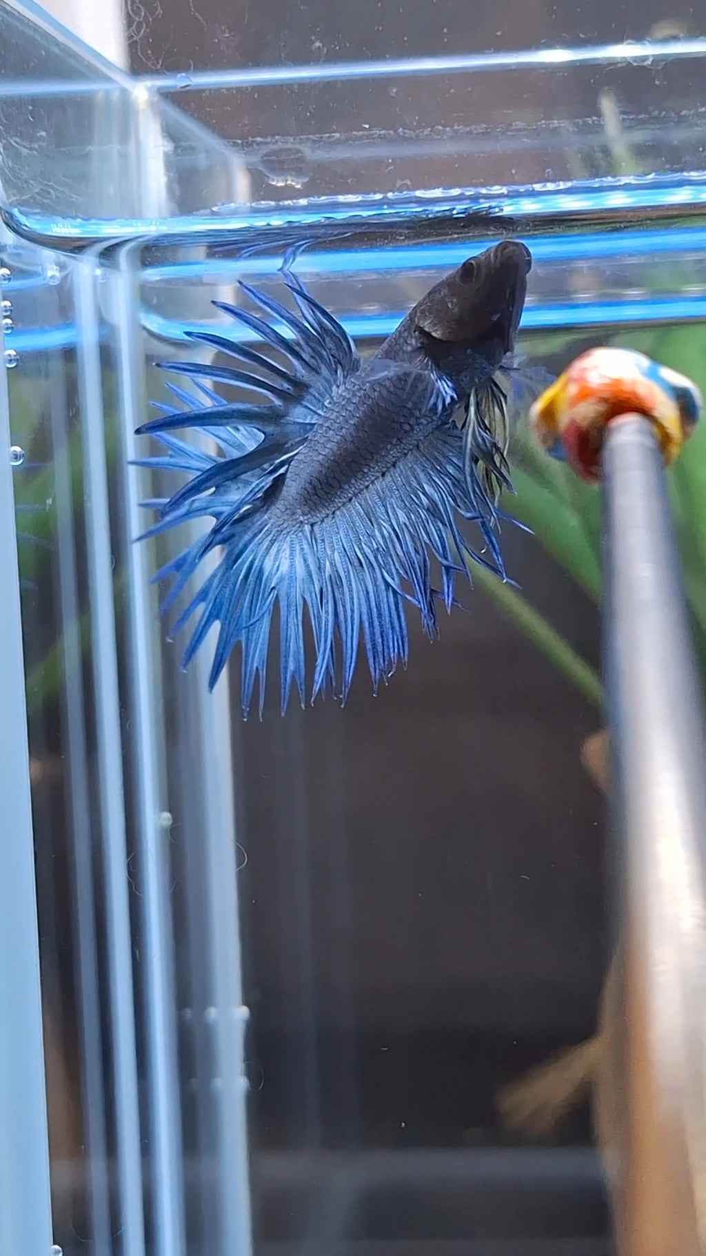 Crowntail Blue Betta Fish Male