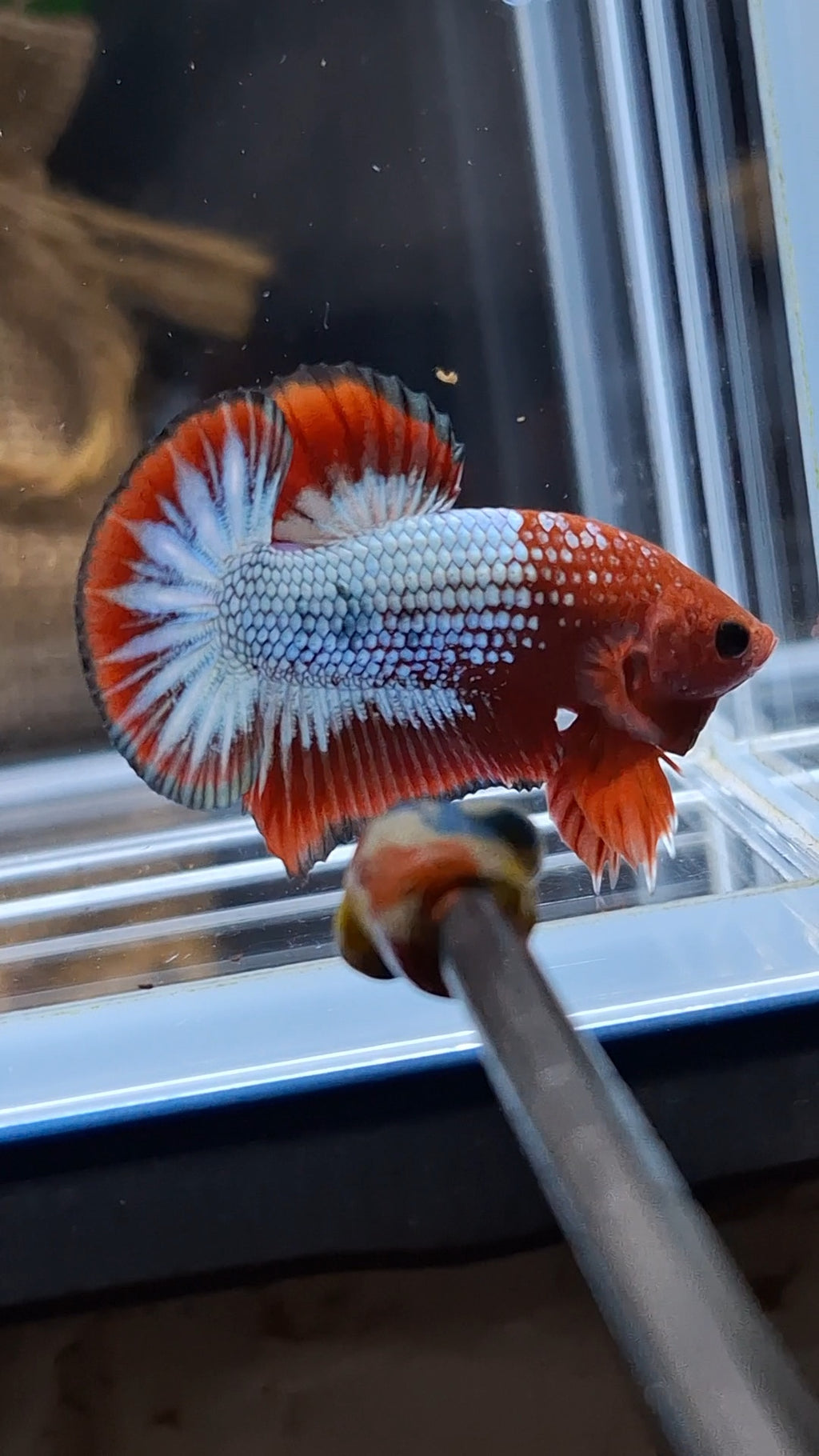 Red Fancy Copper FCCP Startail Plakat HMPK Betta Fish Male