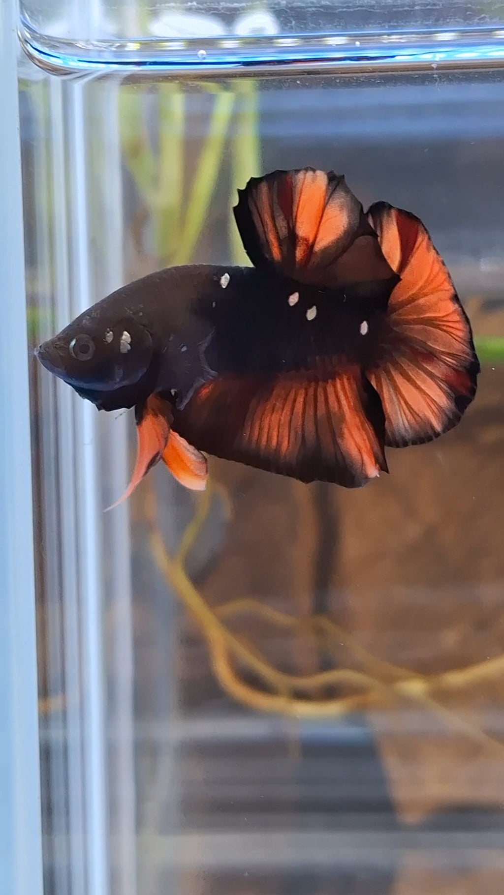 Avatar Nemo Copper Gold Black Variation Plakat HMPK Betta Fish Male
