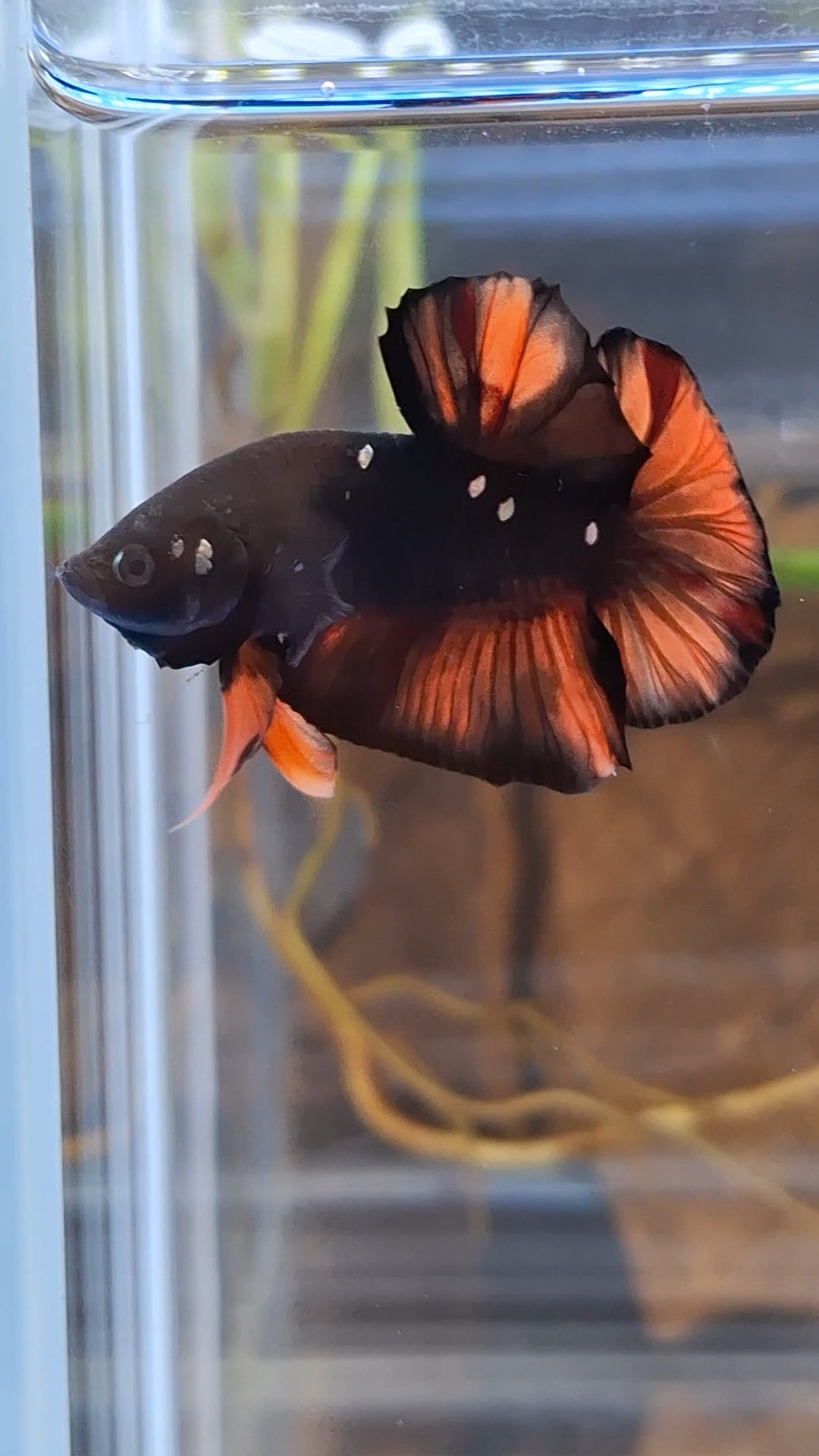 Avatar Nemo Copper Gold Black Variation Plakat HMPK Betta Fish Male