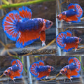 Blue Purple Fancy White Scale Plakat HMPK Betta Fish Male