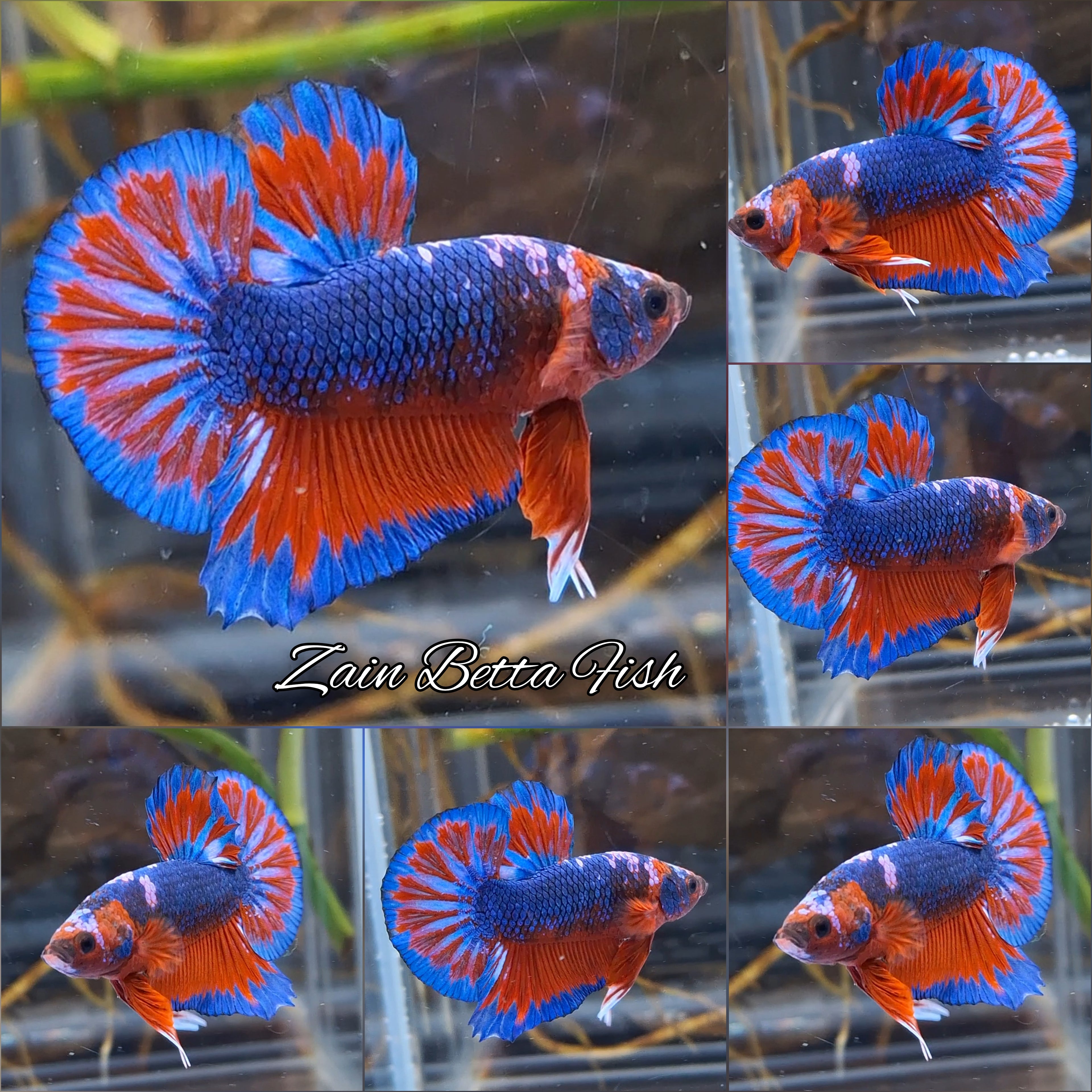 Blue Purple Fancy White Scale Plakat HMPK Betta Fish Male