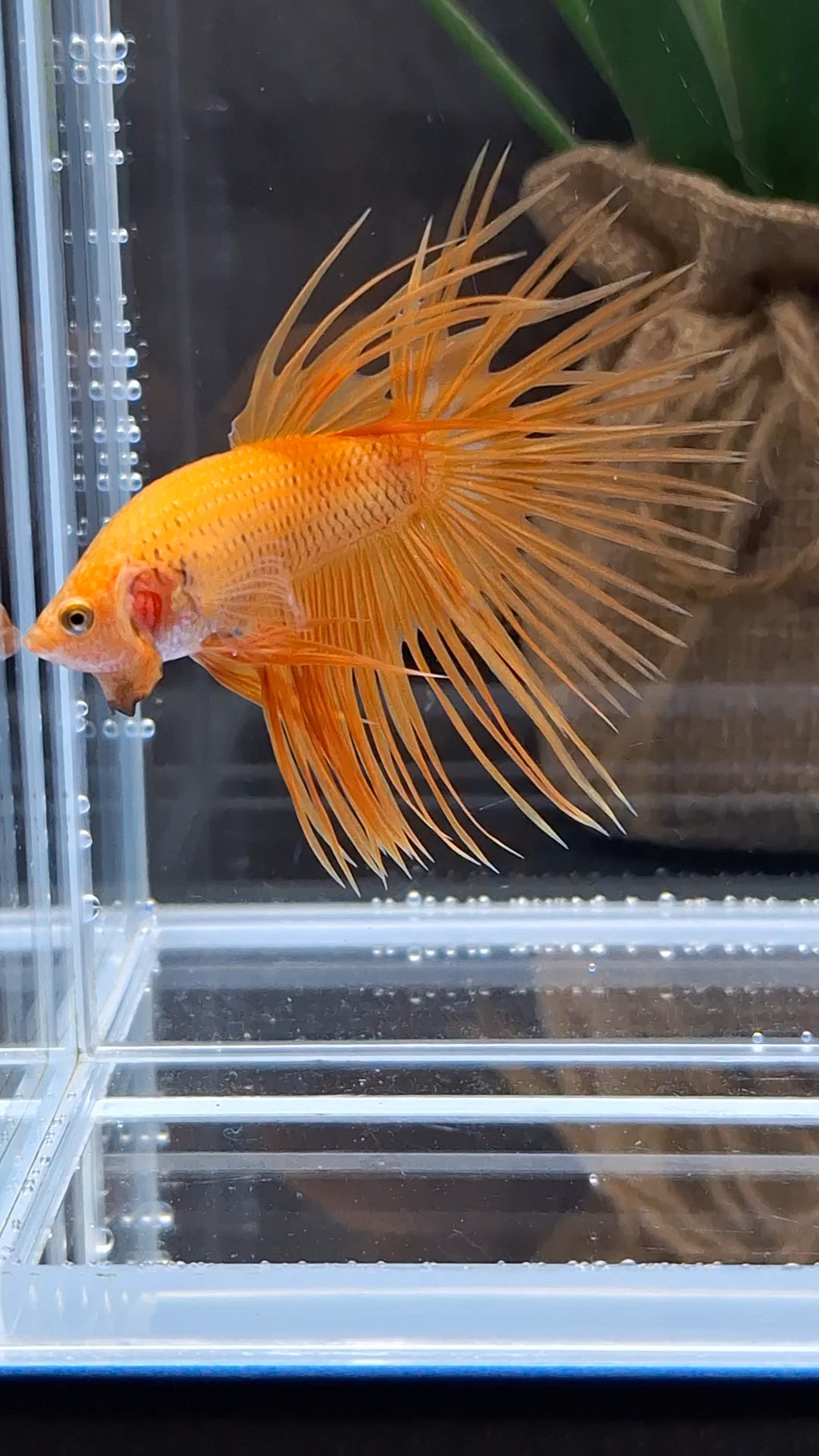 Crowntail Orange Pineapple Betta Fish Male