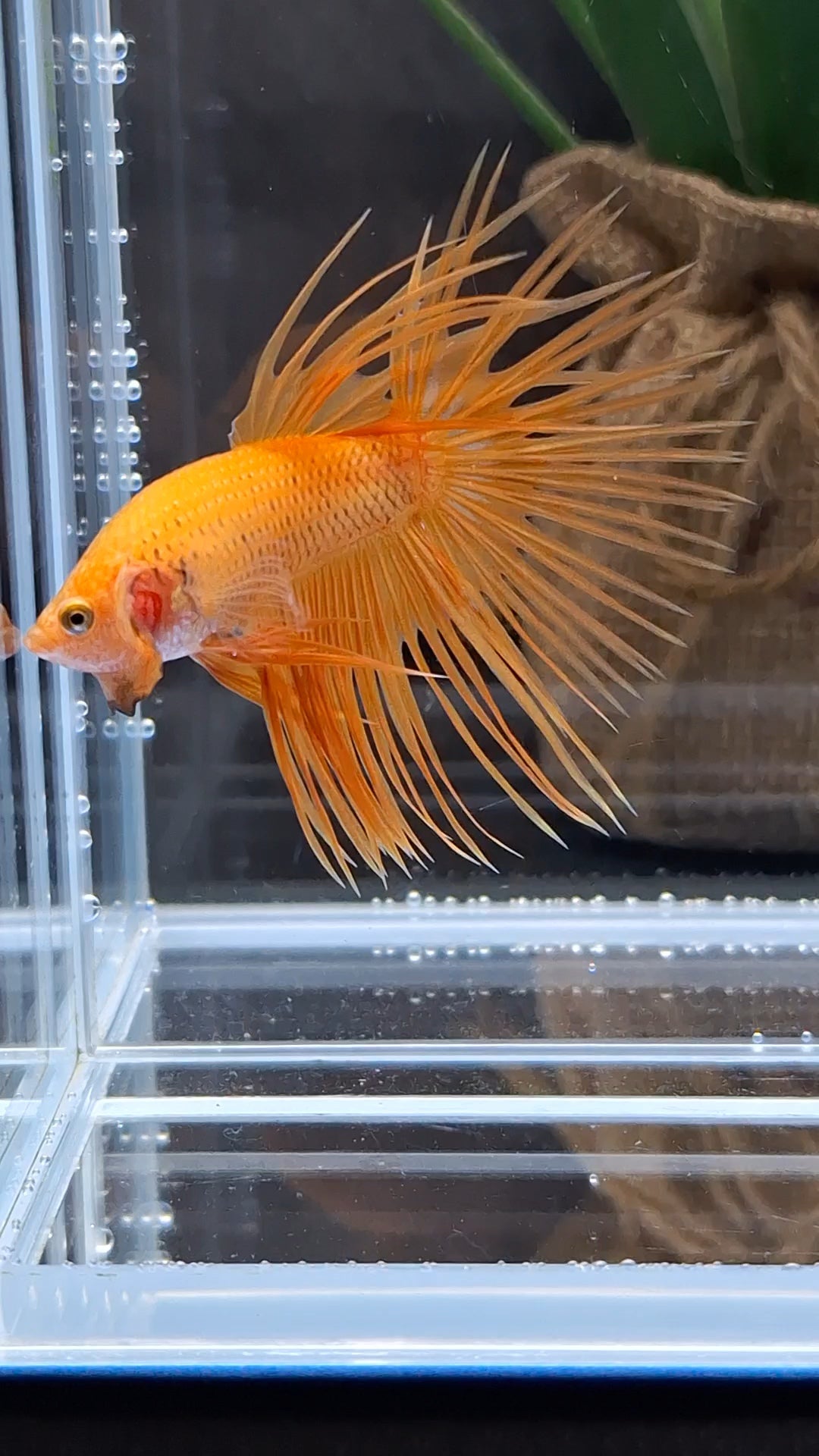 Crowntail Orange Pineapple Betta Fish Male