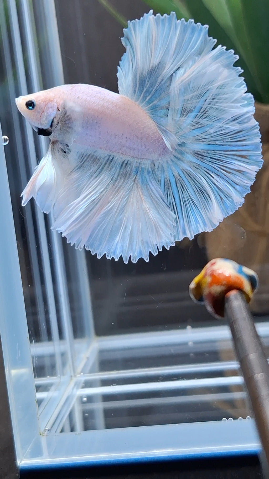 Over Halfmoon King Pastel Aurora Blue Sky Betta Fish Male