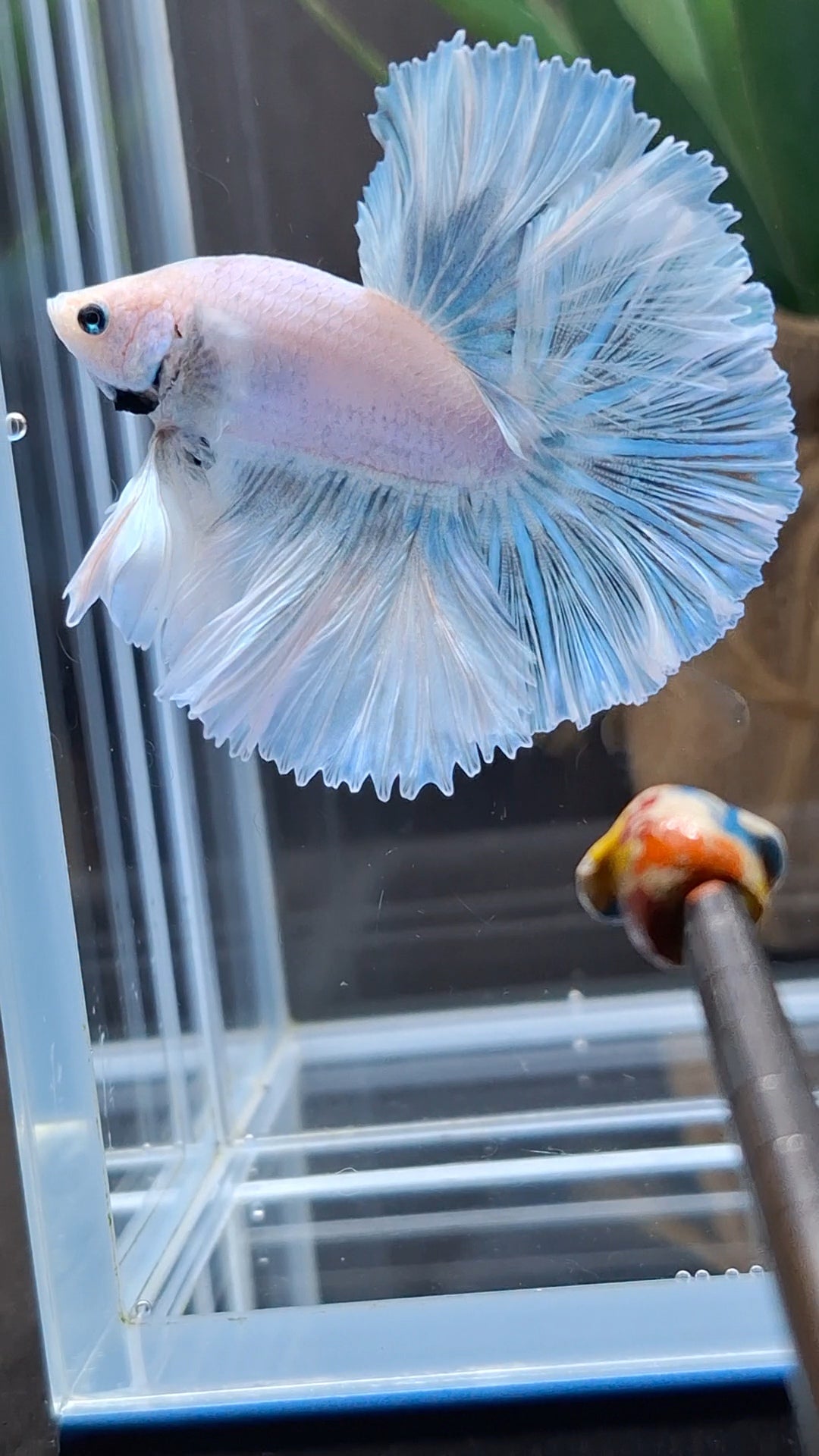 Over Halfmoon King Pastel Aurora Blue Sky Betta Fish Male