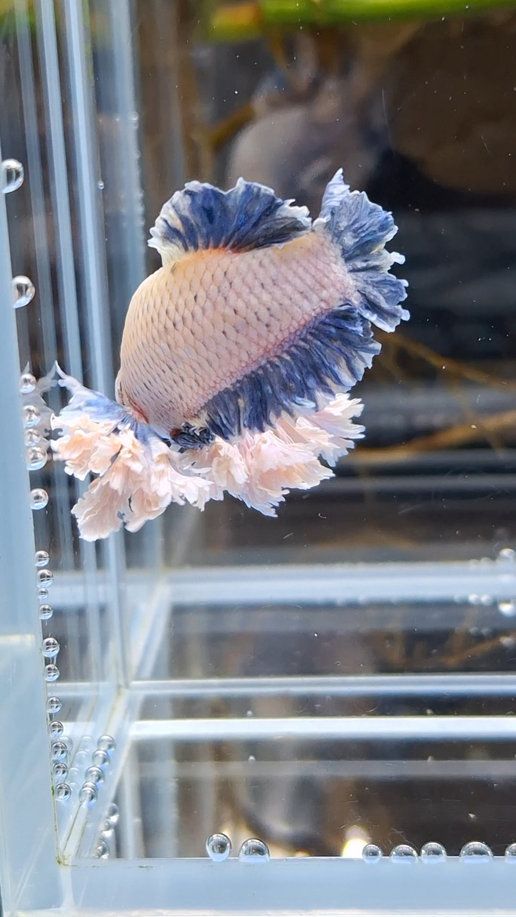 Plakat King Rose Dumbo Ear Rare Betta Fish Male