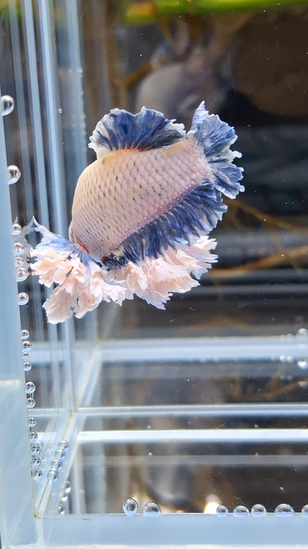 Plakat King Rose Dumbo Ear Rare Betta Fish Male