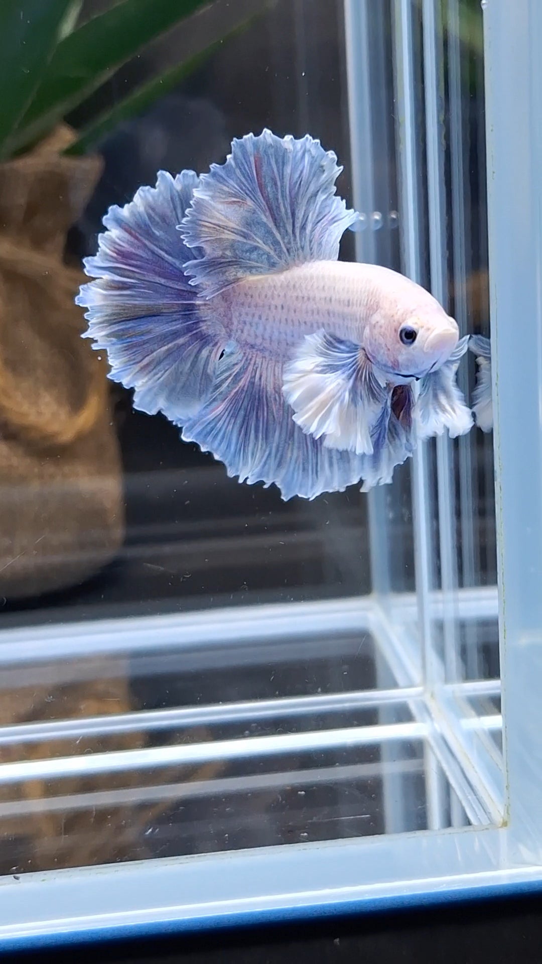 King Feathertail Rose Dumbo Ear Grizzle Betta Fish Male