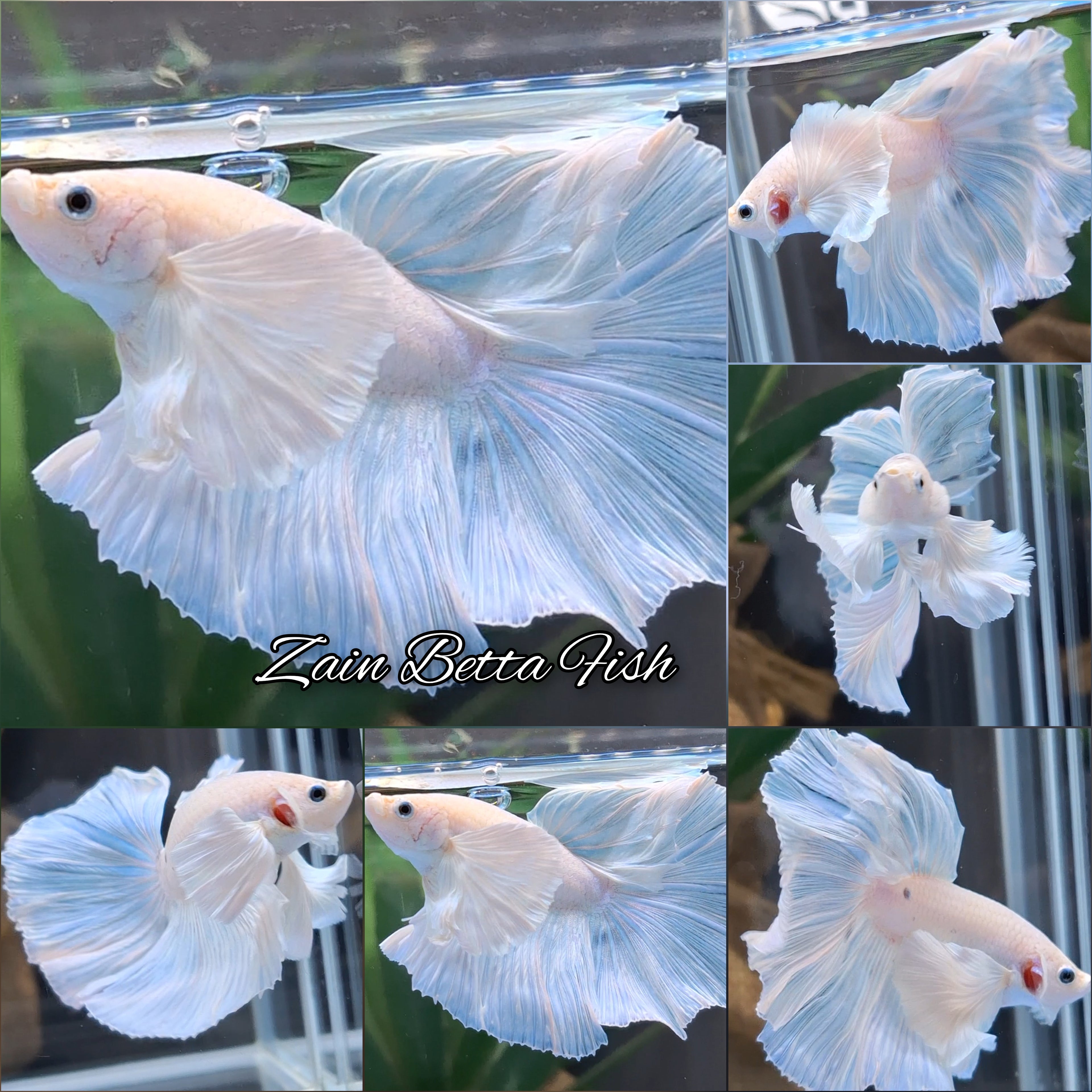 Super Dumbo Ear White Unicorn Skyblue Halfmoon Betta Fish Male