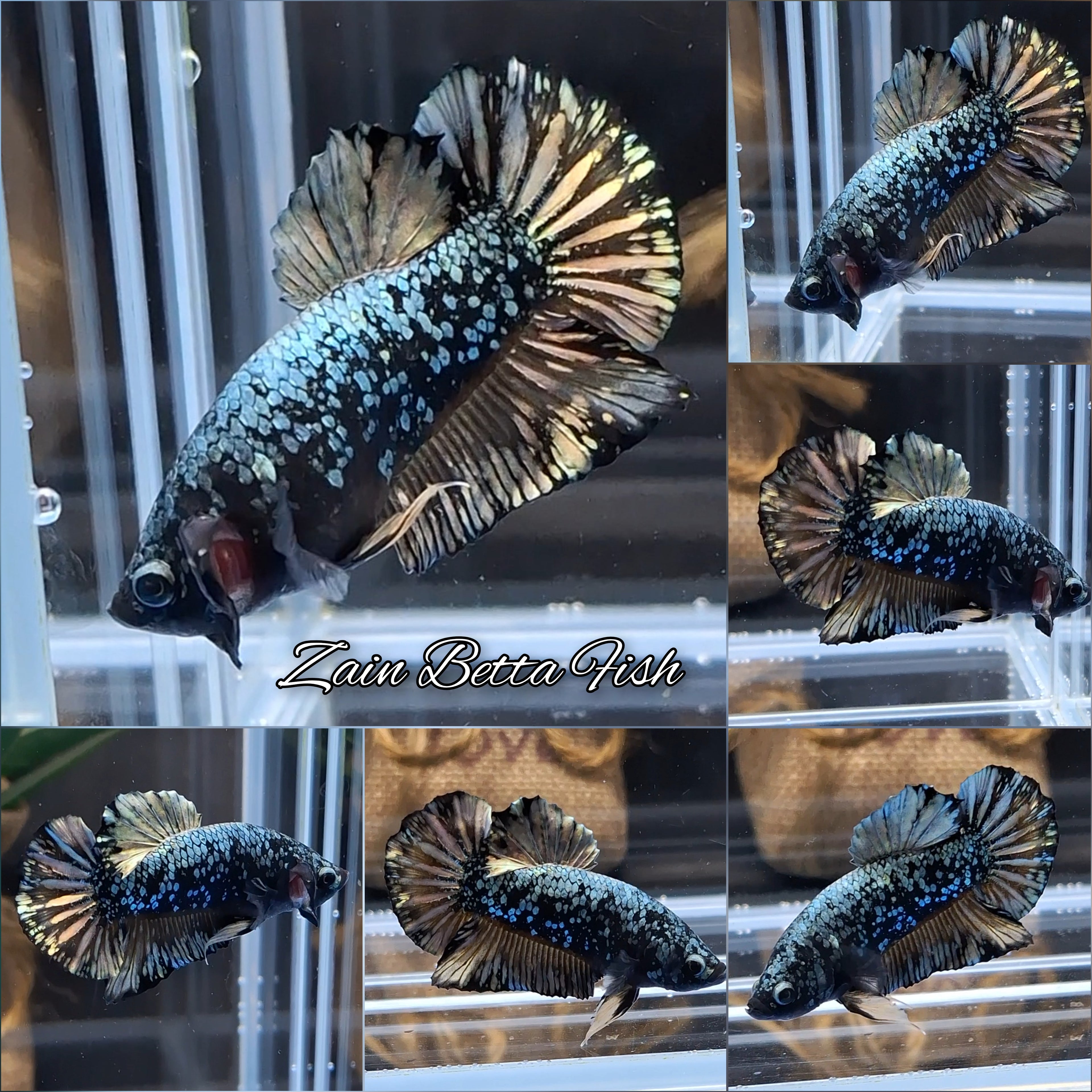 Gold Copper Nebula Avatar Plakat HMPK Betta Fish Male