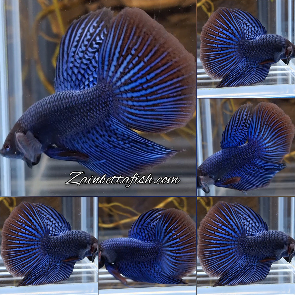 Alien Long Fins Blue Rare Wild Betta Fish Male