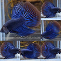 Alien Long Fins Blue Rare Wild Betta Fish Male