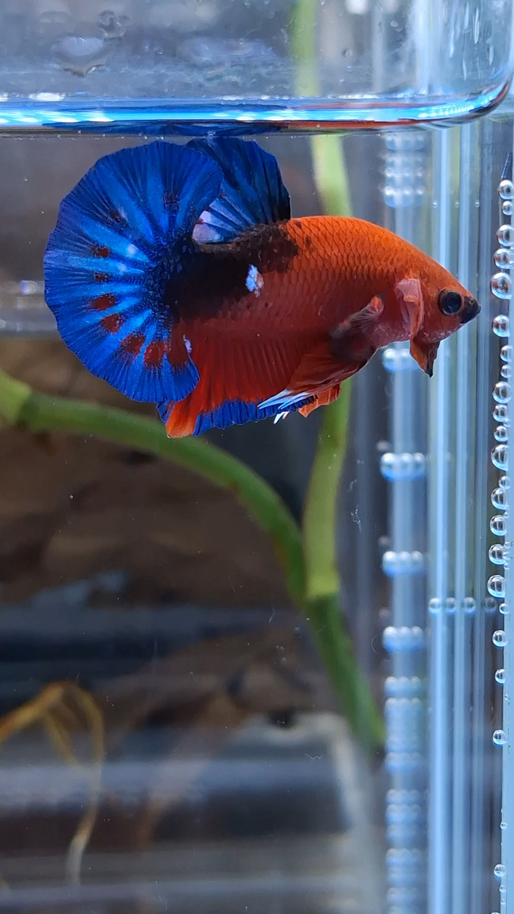 Red Hellboy Bold Blue Tail Plakat HMPK Betta Fish Male