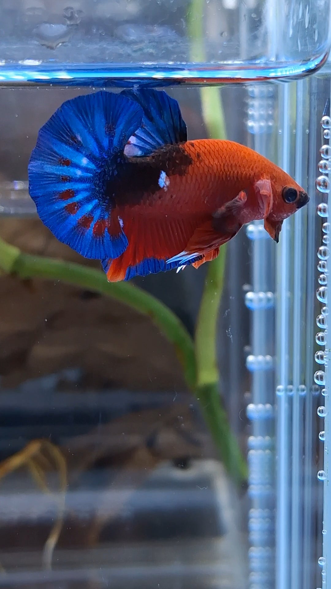Red Hellboy Bold Blue Tail Plakat HMPK Betta Fish Male