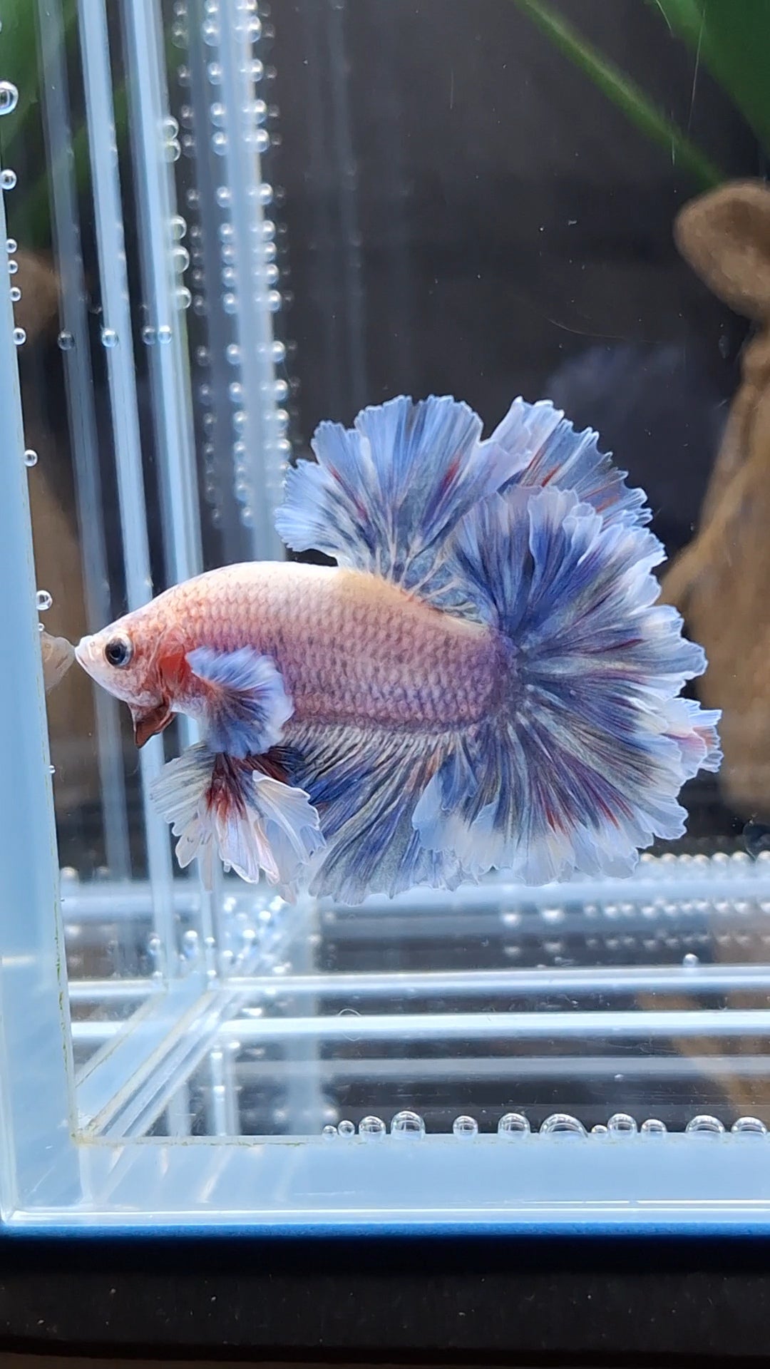 King Feathertail Dumbo Ear Grizzle Butterfly Betta Fish Male