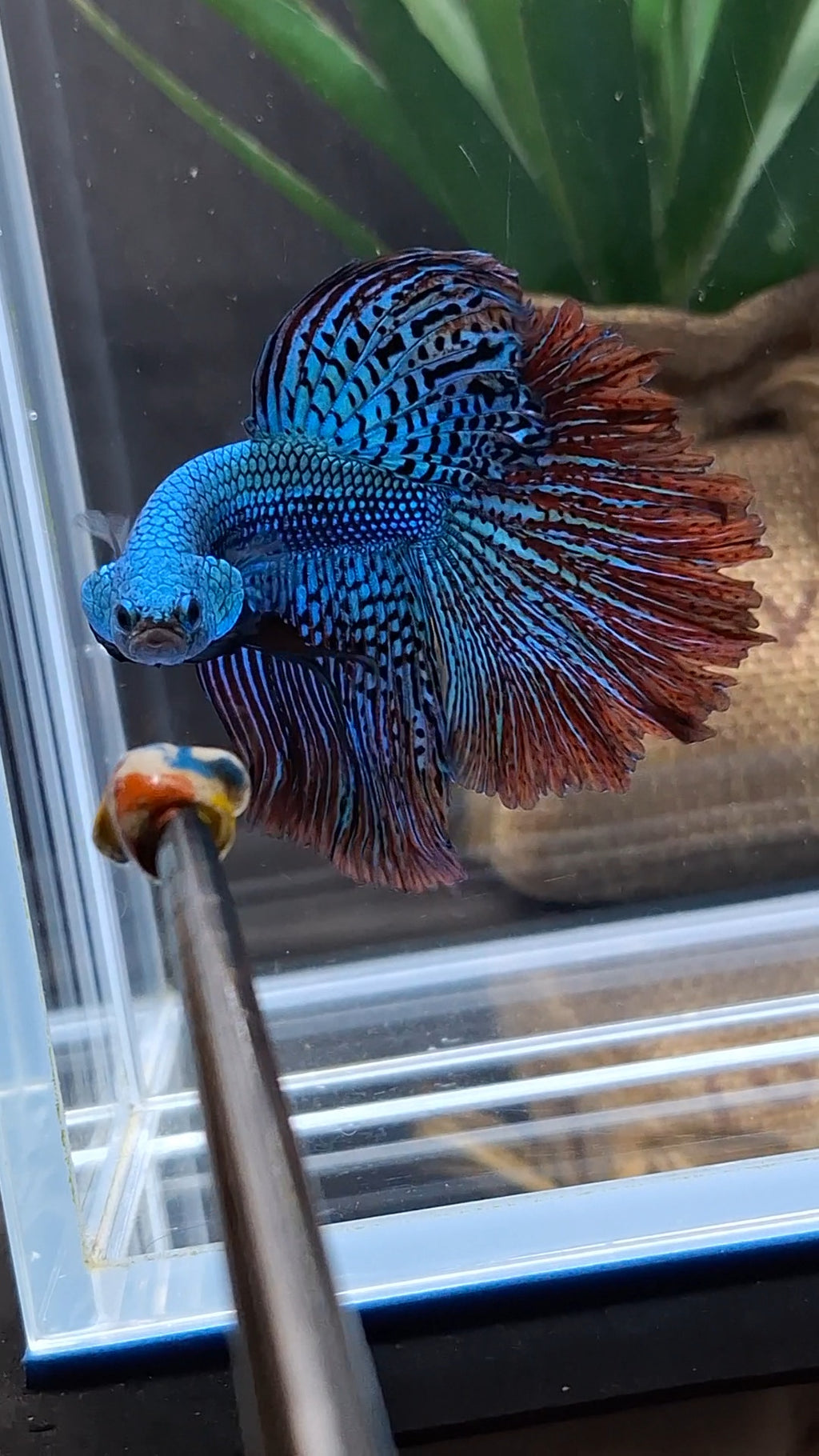 Premium Halfmoon Over Tail Rare Alien Wild Betta Fish Male Large Size