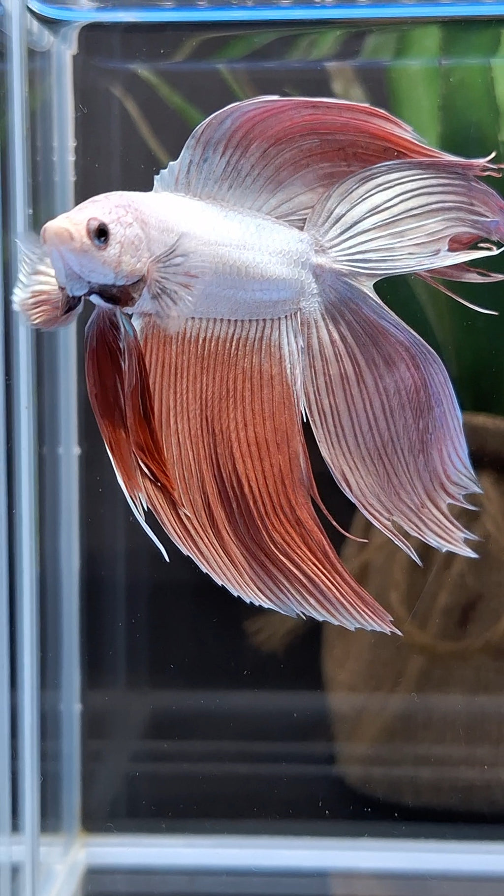 Monster Big XL Size Veiltail Double Tail Rose Gold Rare Betta Fish Male