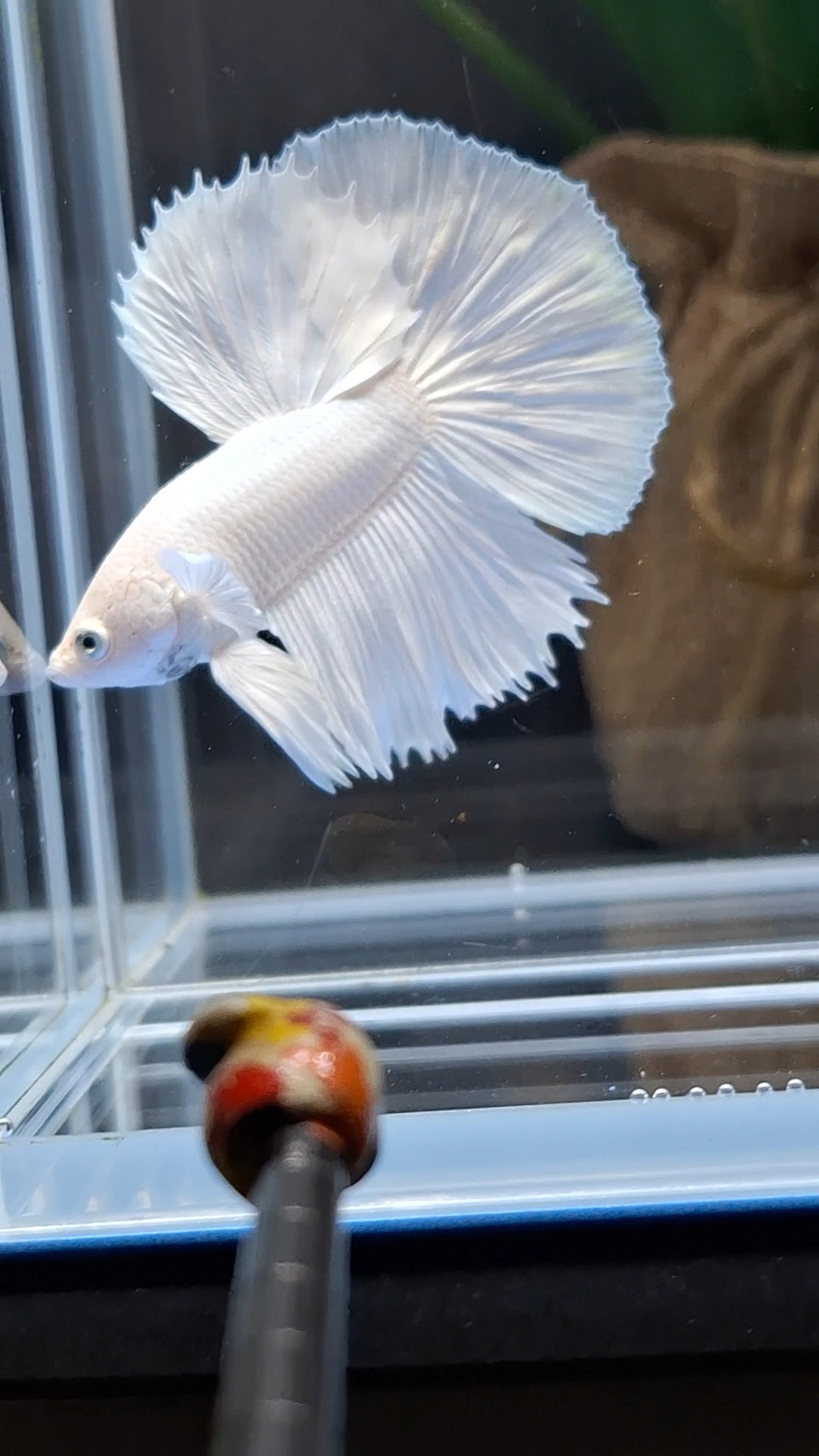 Halfmoon White Platinum Betta Fish Male