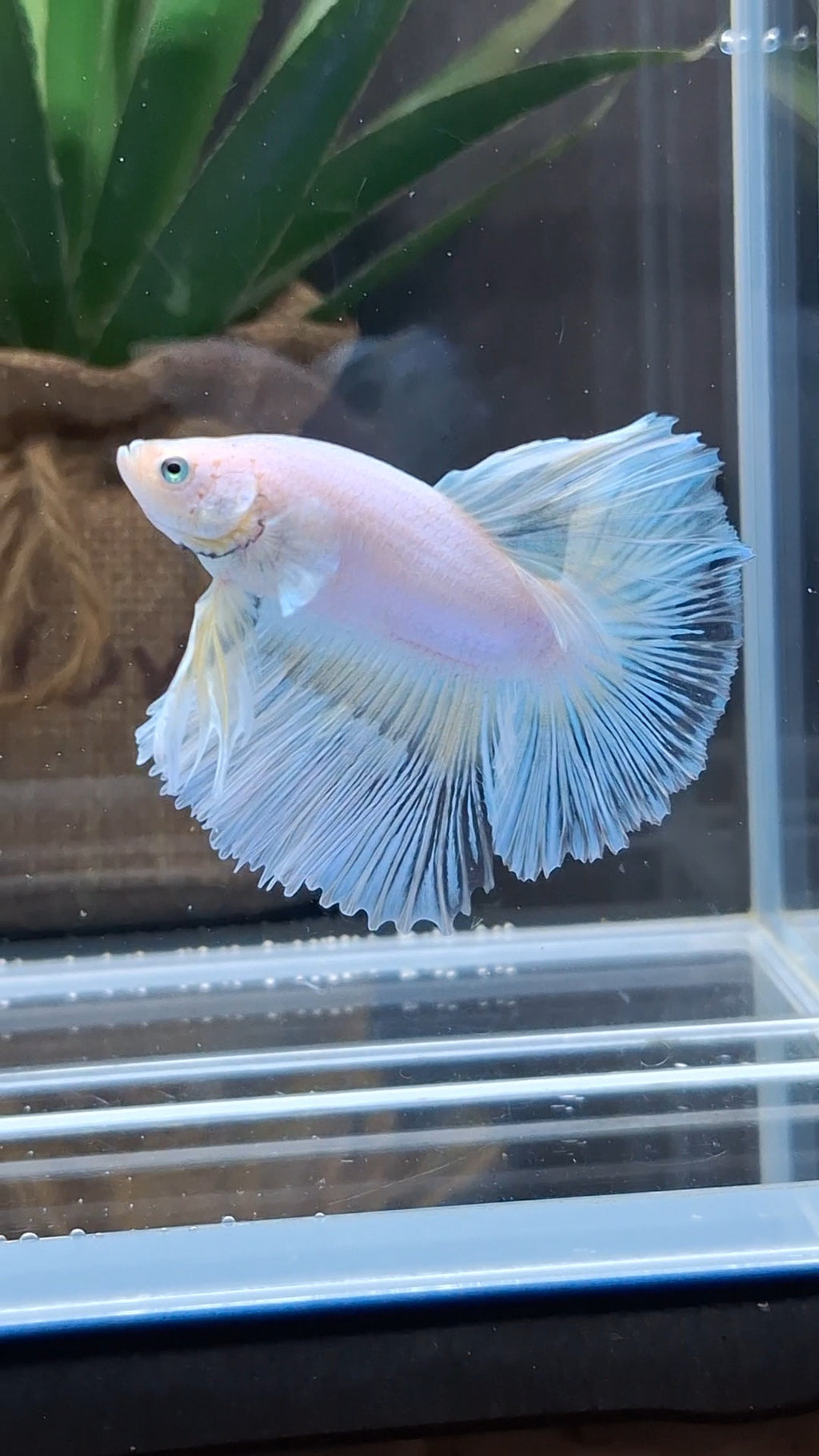 Halfmoon White Unicorn Betta Fish Male