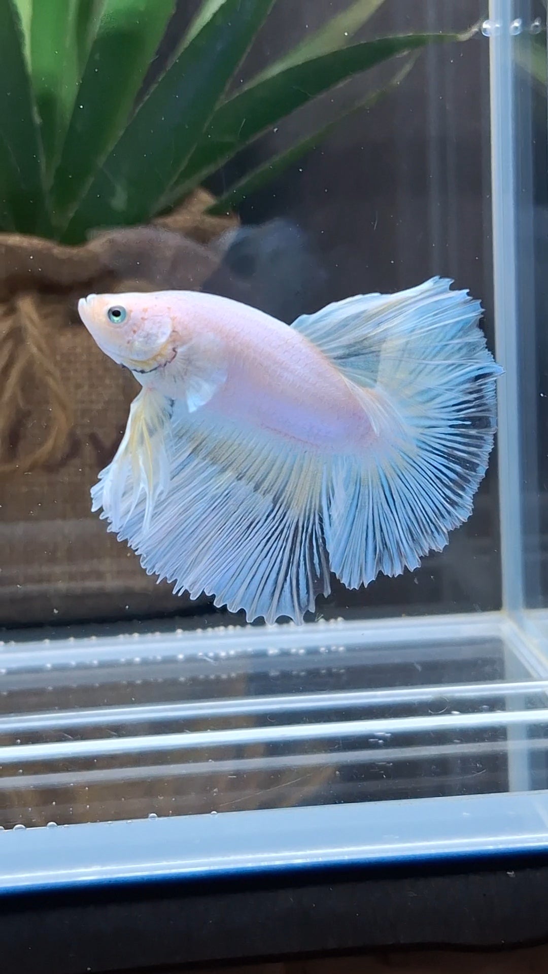 Halfmoon White Unicorn Betta Fish Male